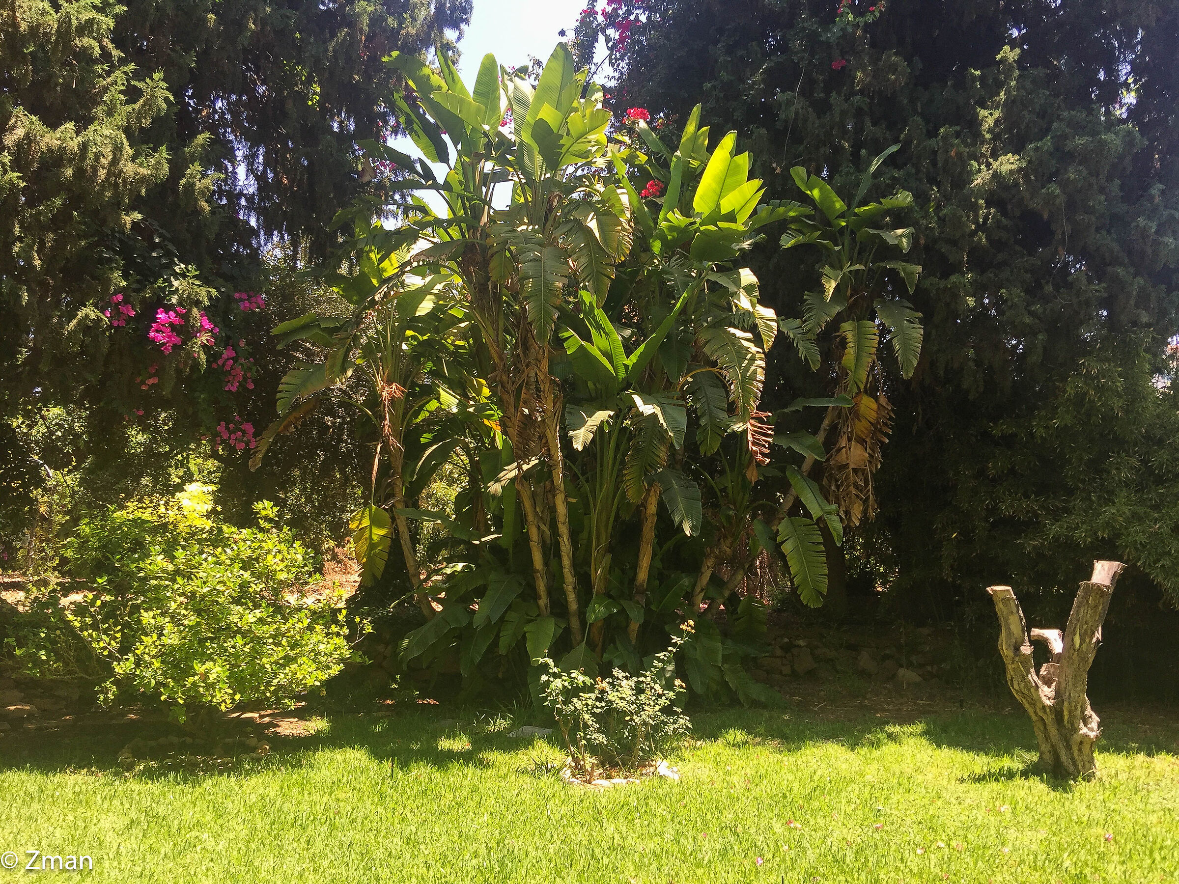 Viaggio in un giardino