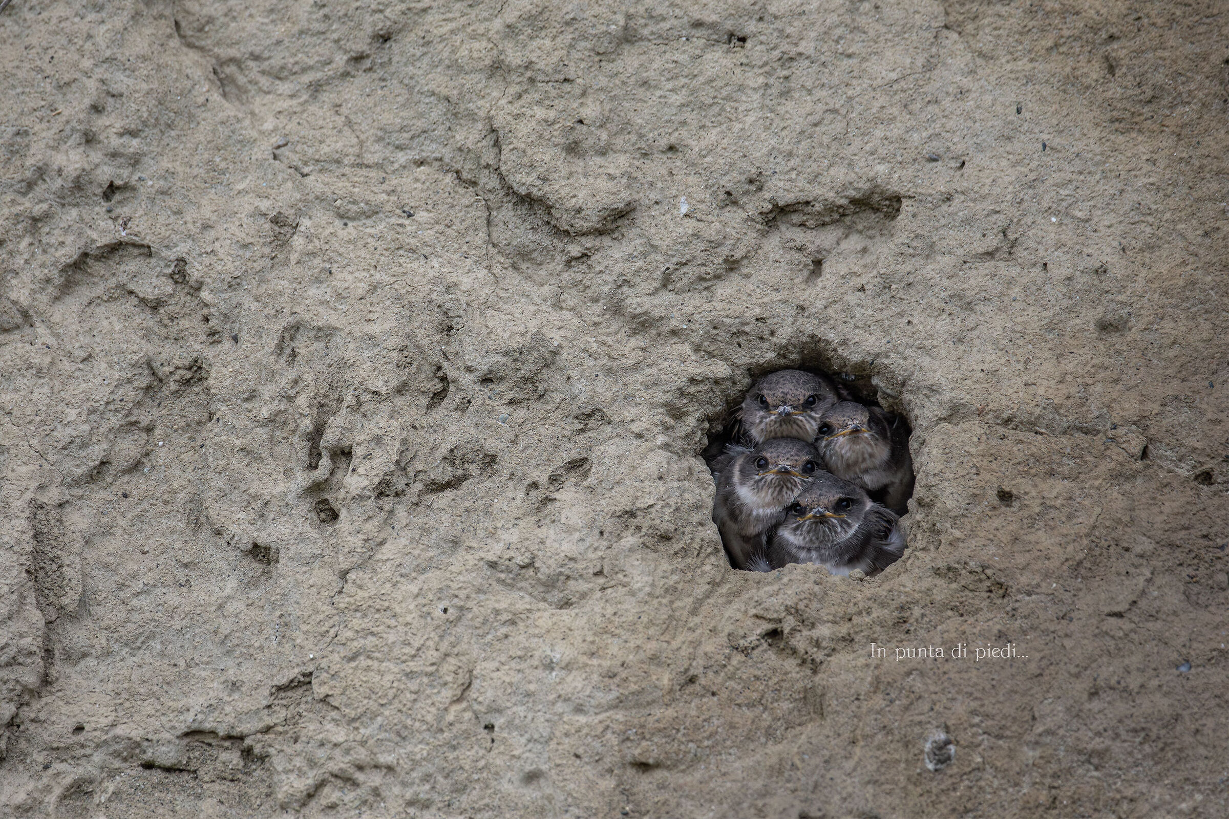 four (4) new born - Mouse or Swallow riparia - Sand mar