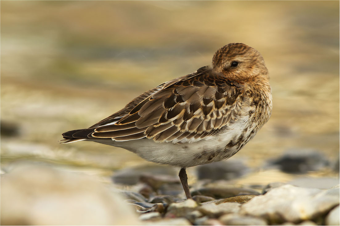 Piovanello pancianera