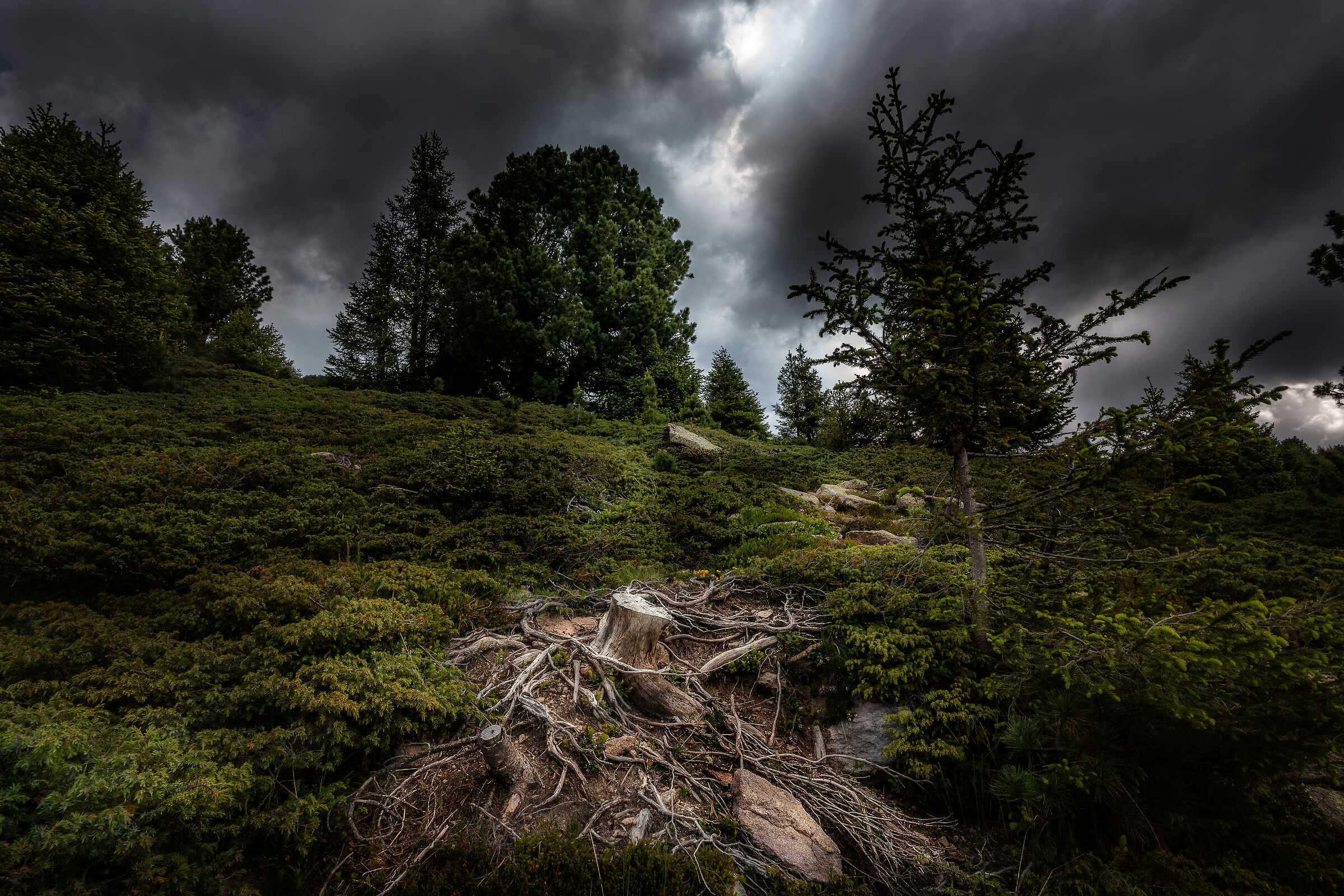 Trentino