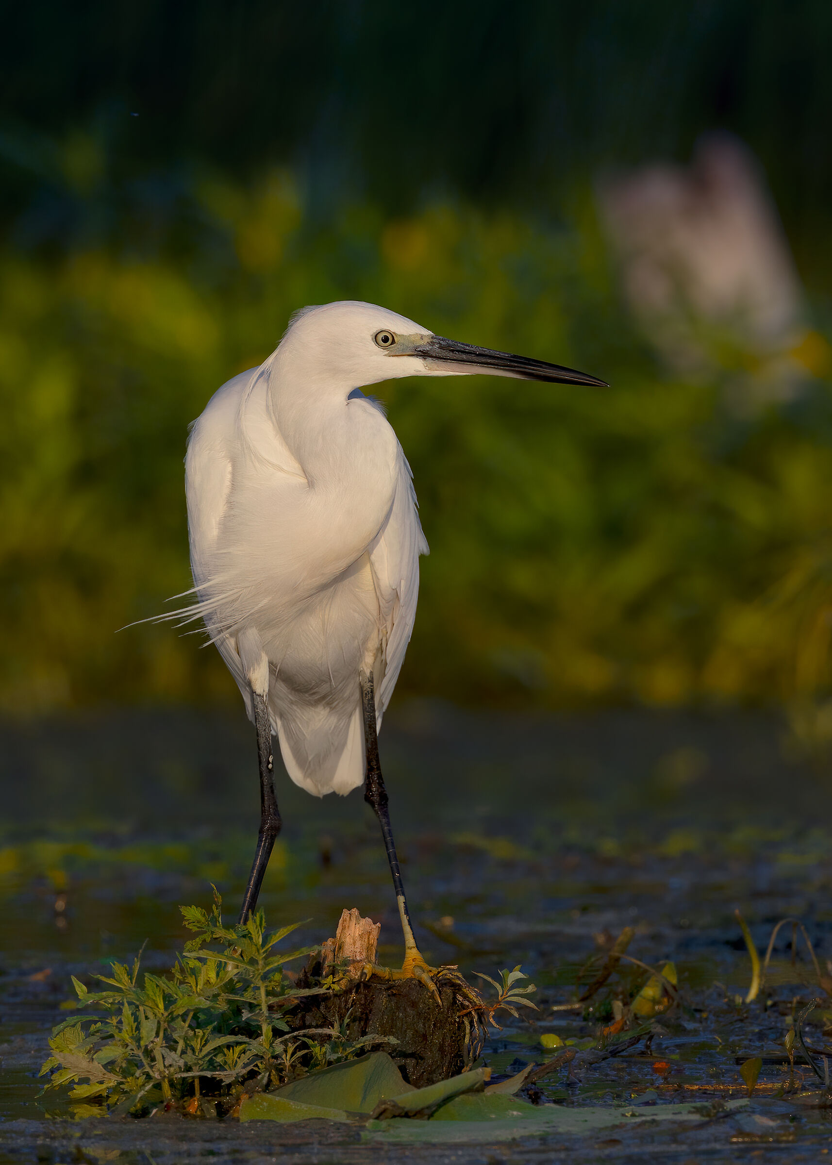Questa Garzetta sembra avvolta in uno scialle