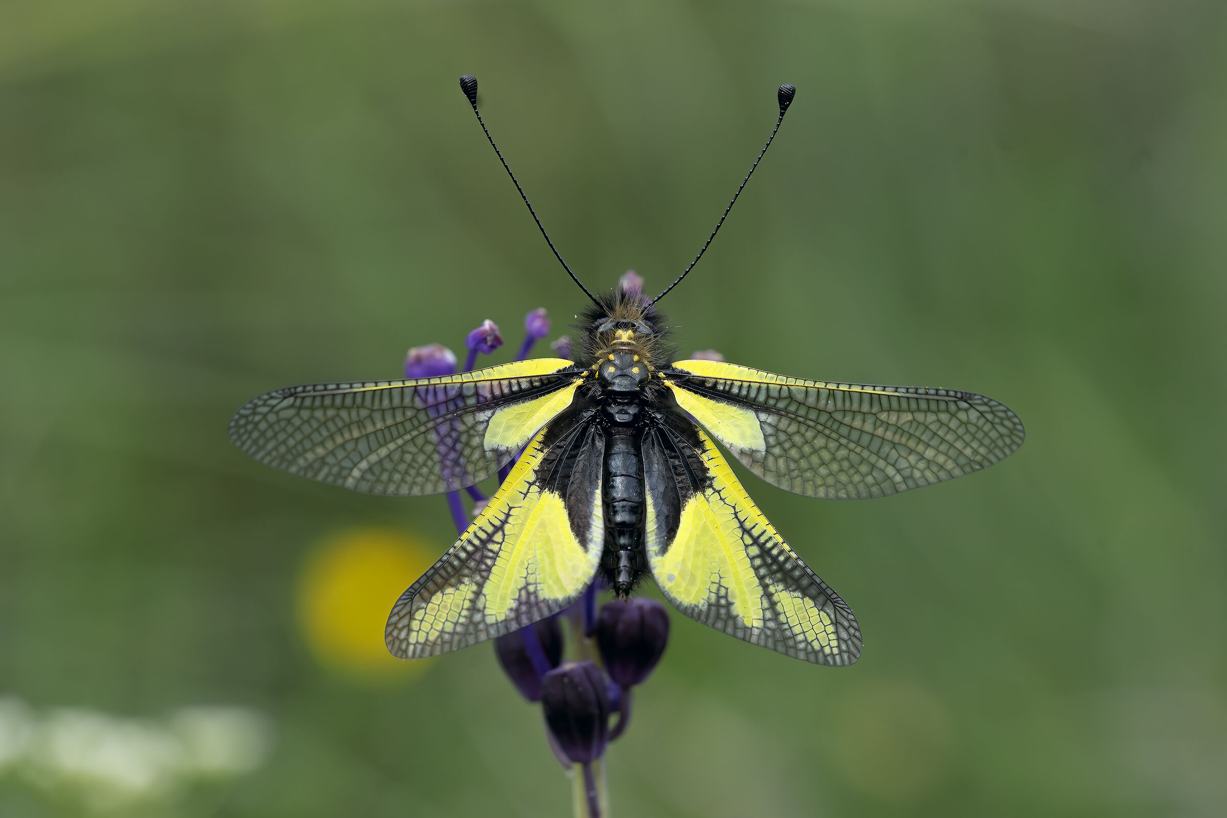 Ascalafo libelluloides