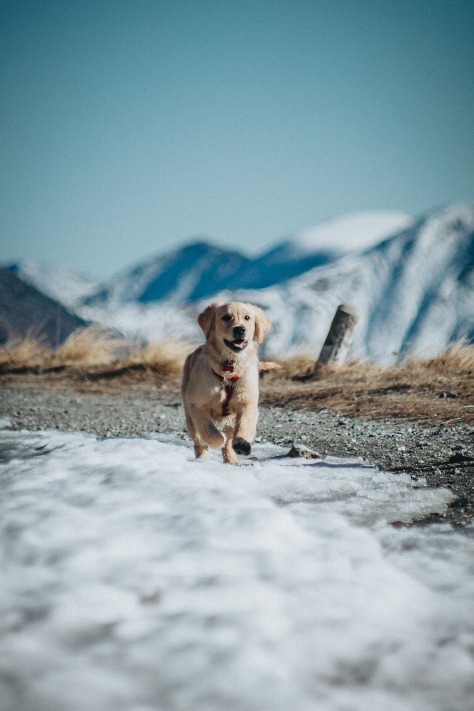 The snow puppy