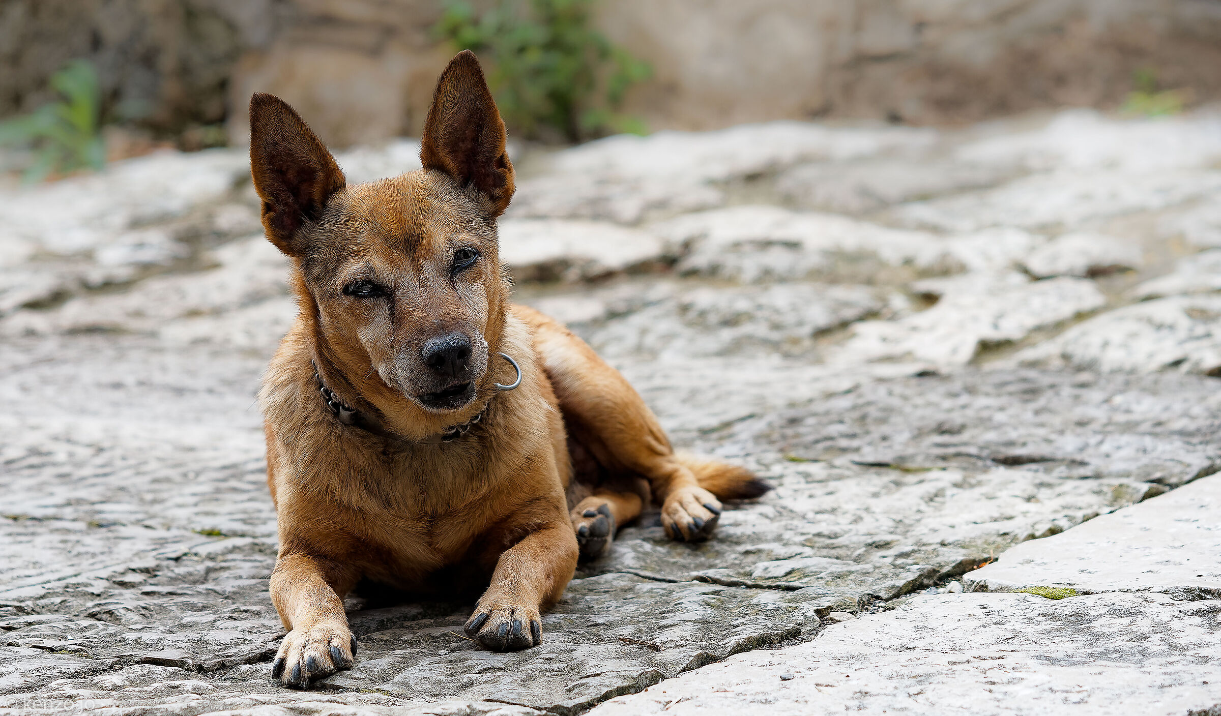 L'anziano custode del Borgo