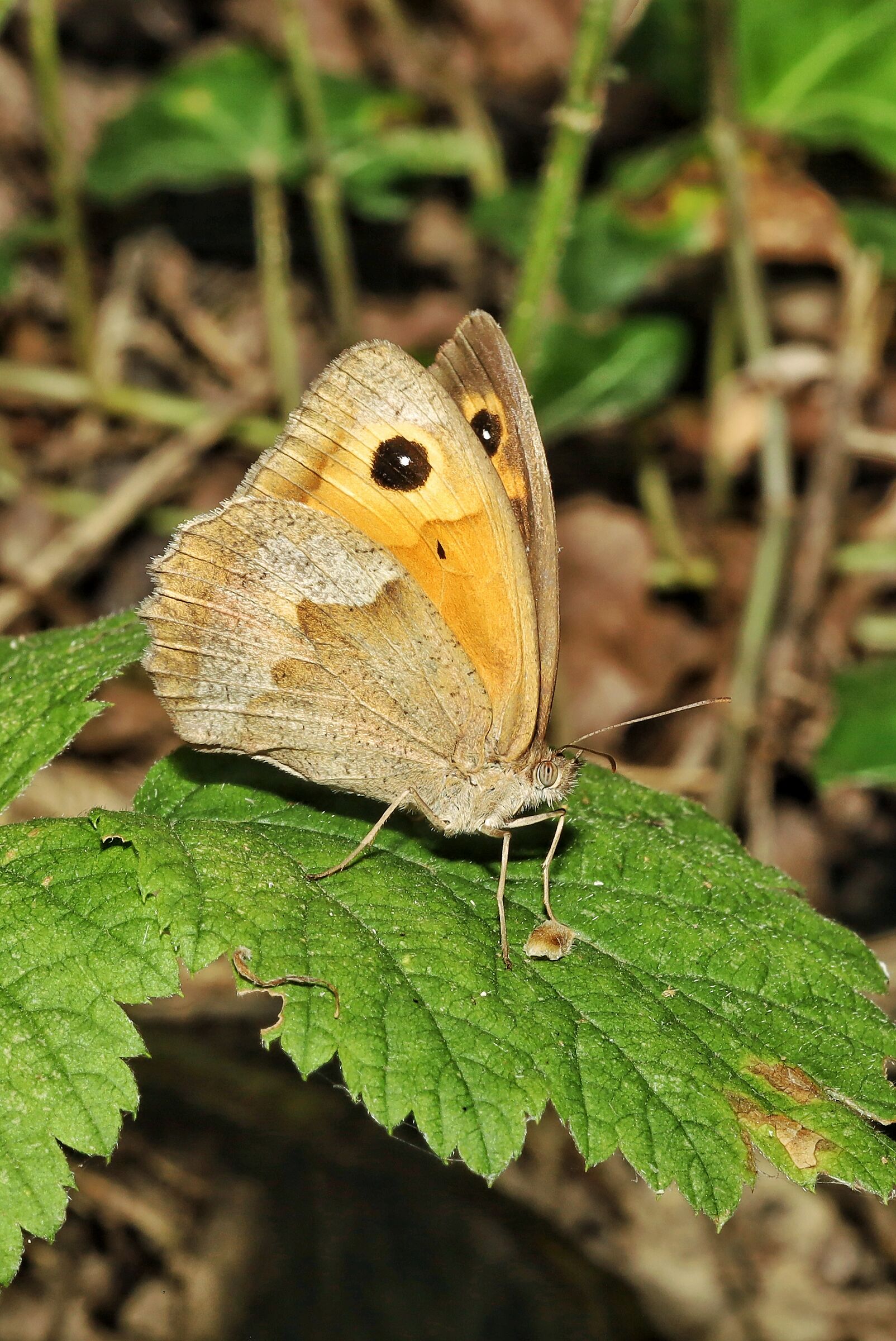 Maniola jurtina &female;