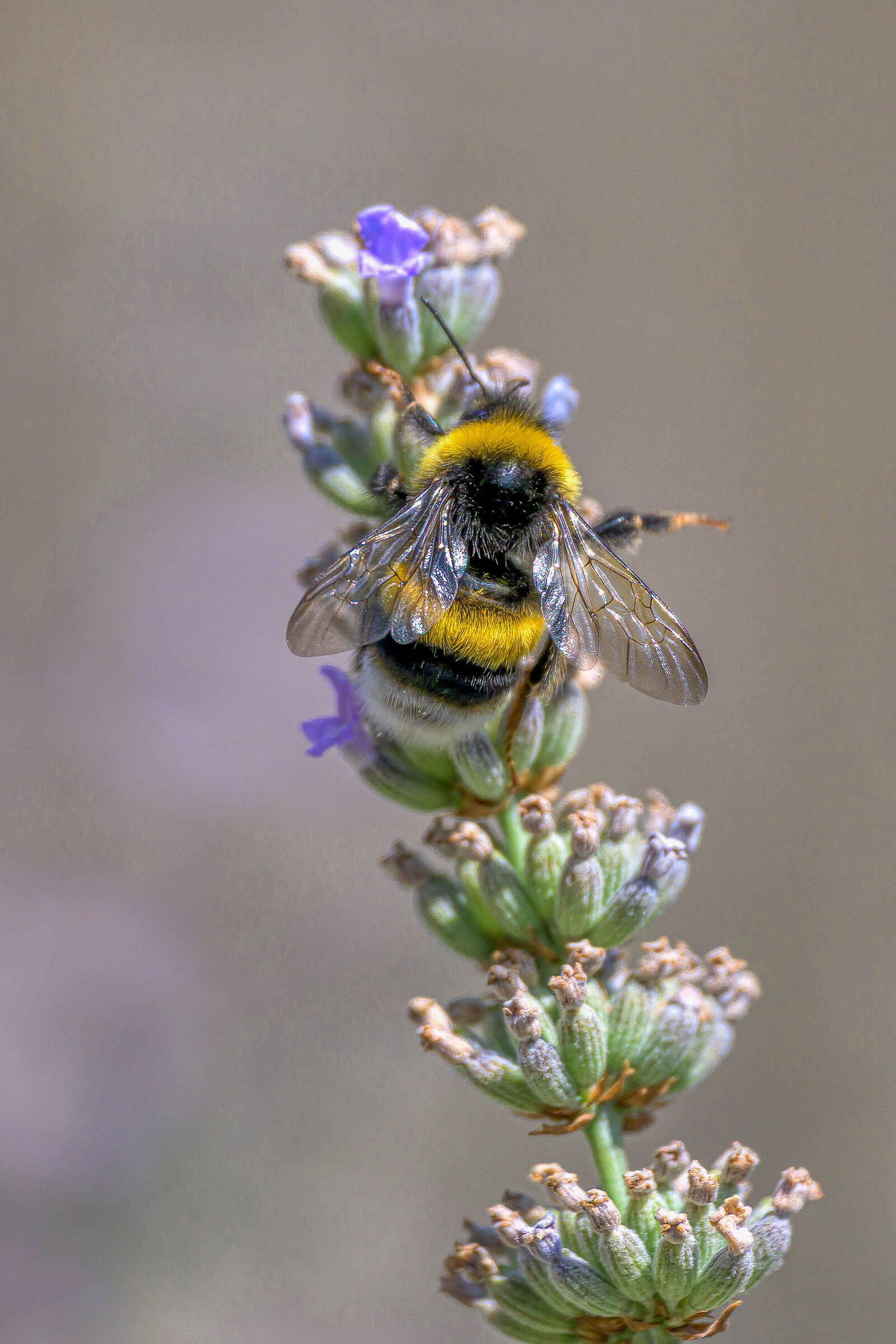 Bumblebee on lavender flowers