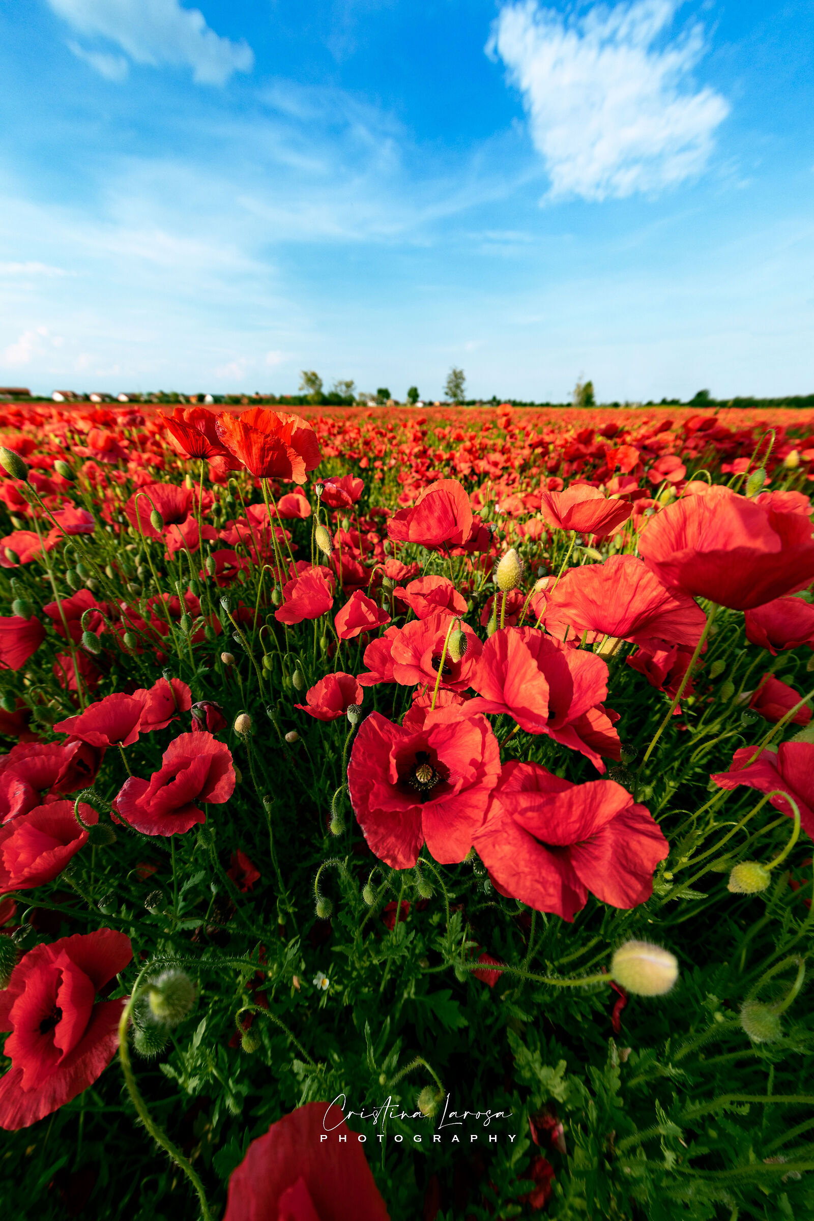 Poppies