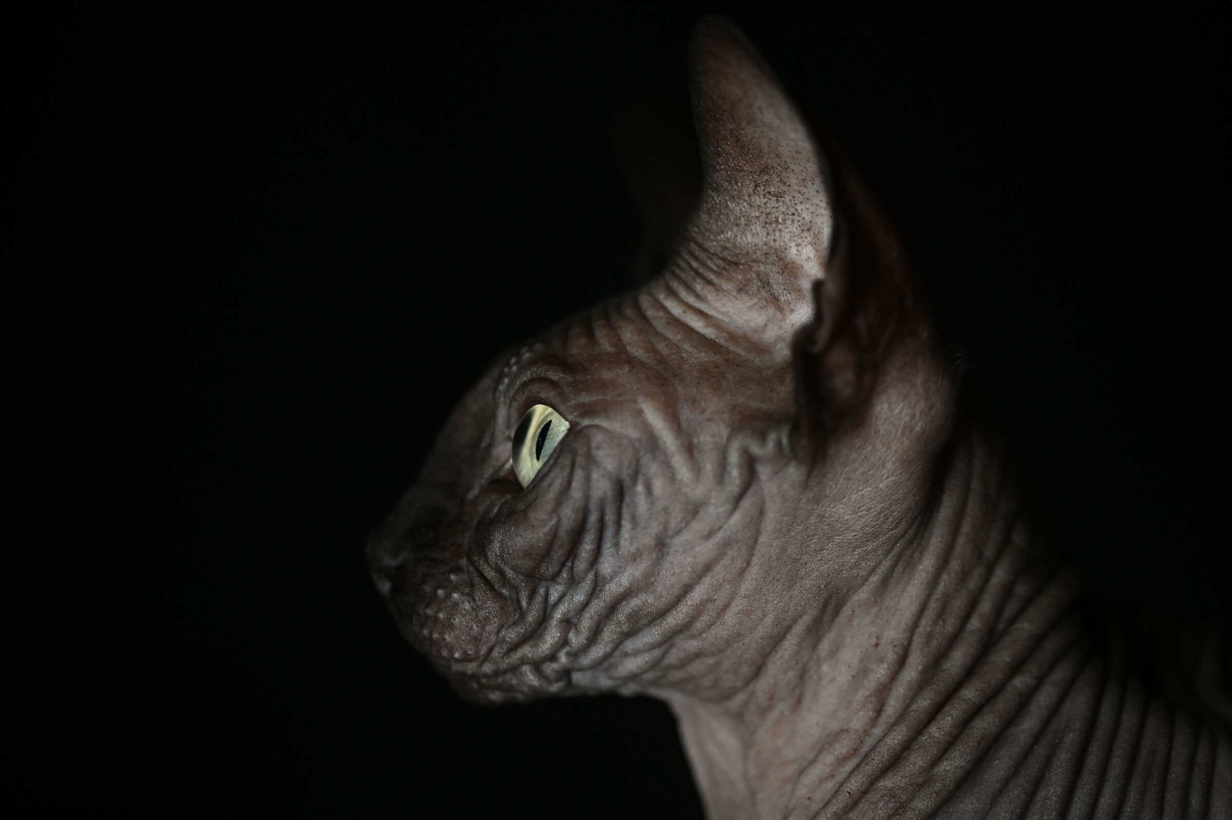 Hades