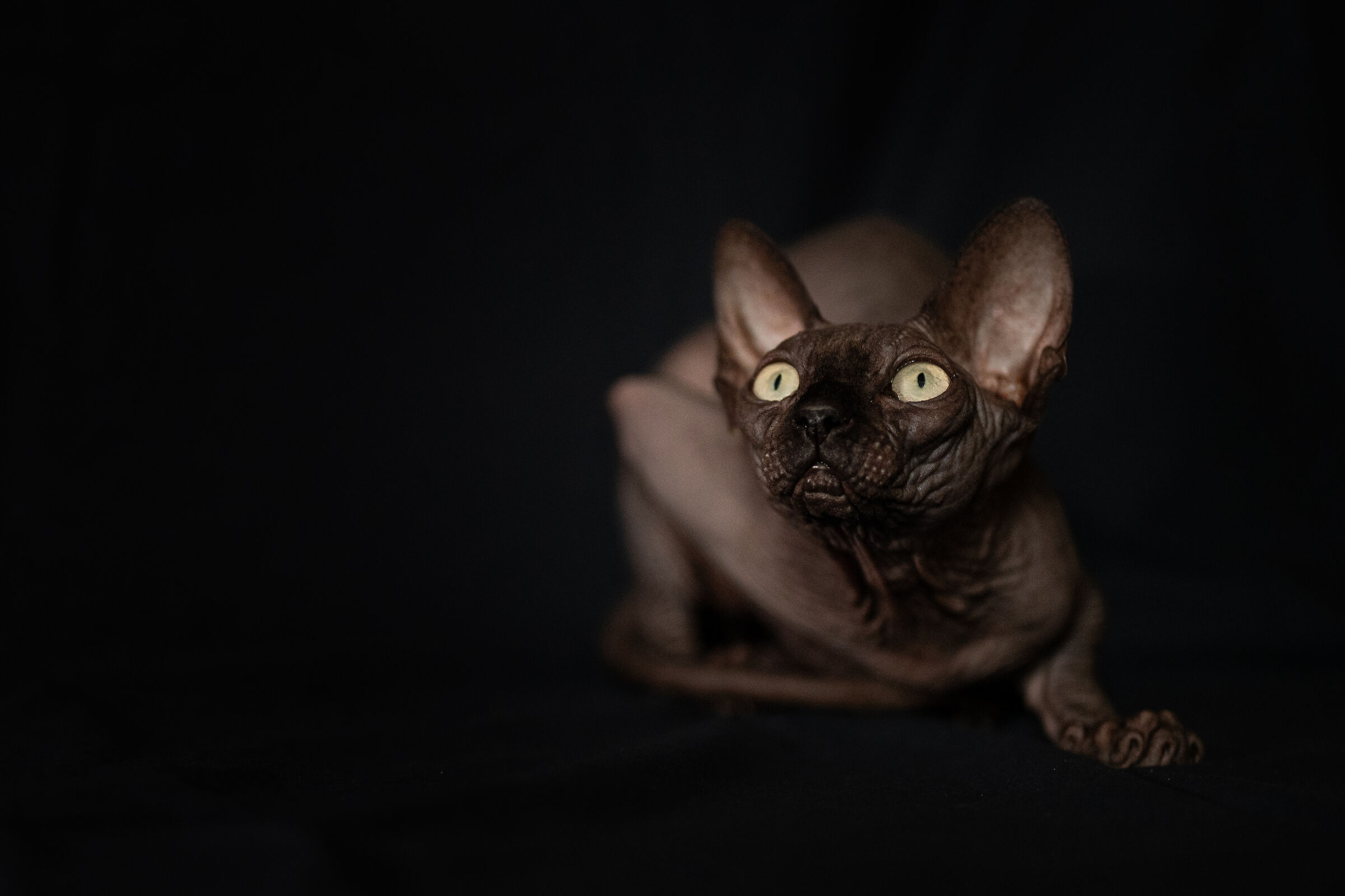 Hades