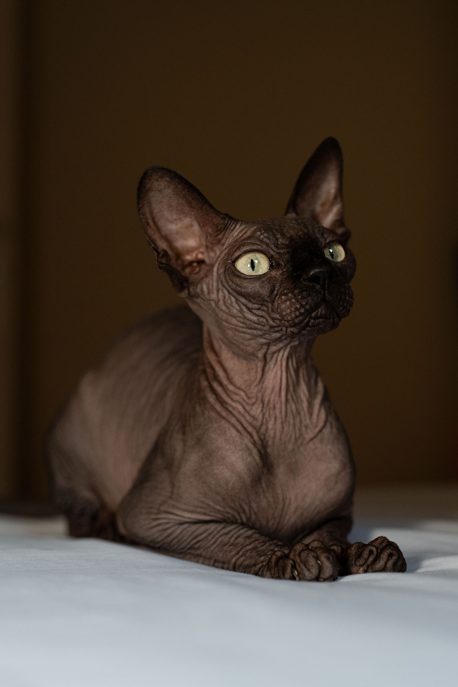 Hades