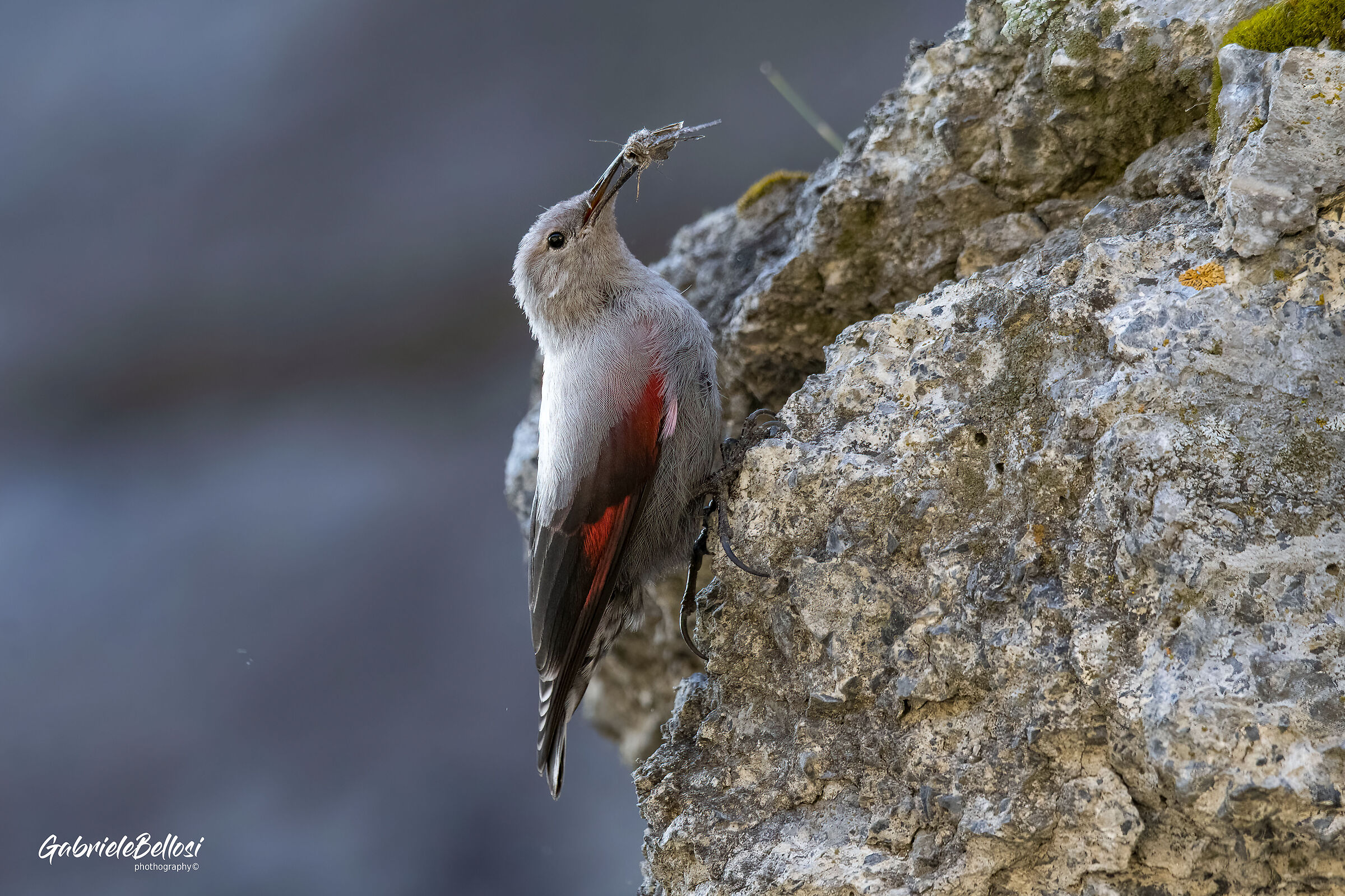 wallcreeper