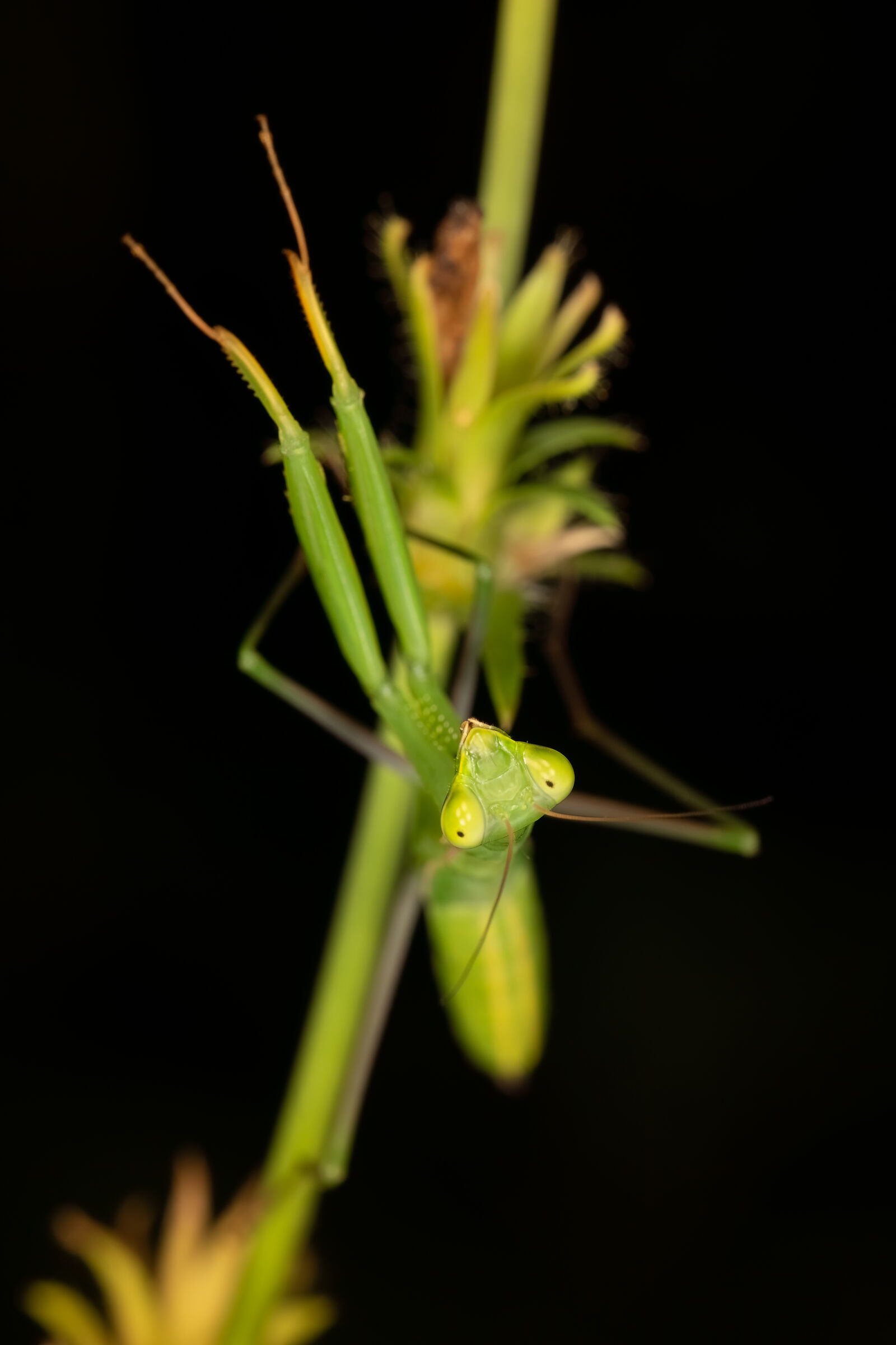 Lo sguardo del predatore