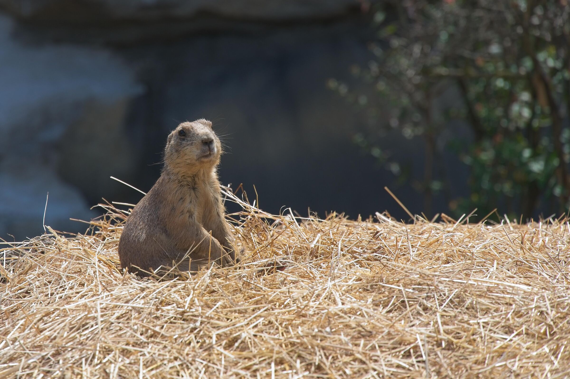 Prairie dog