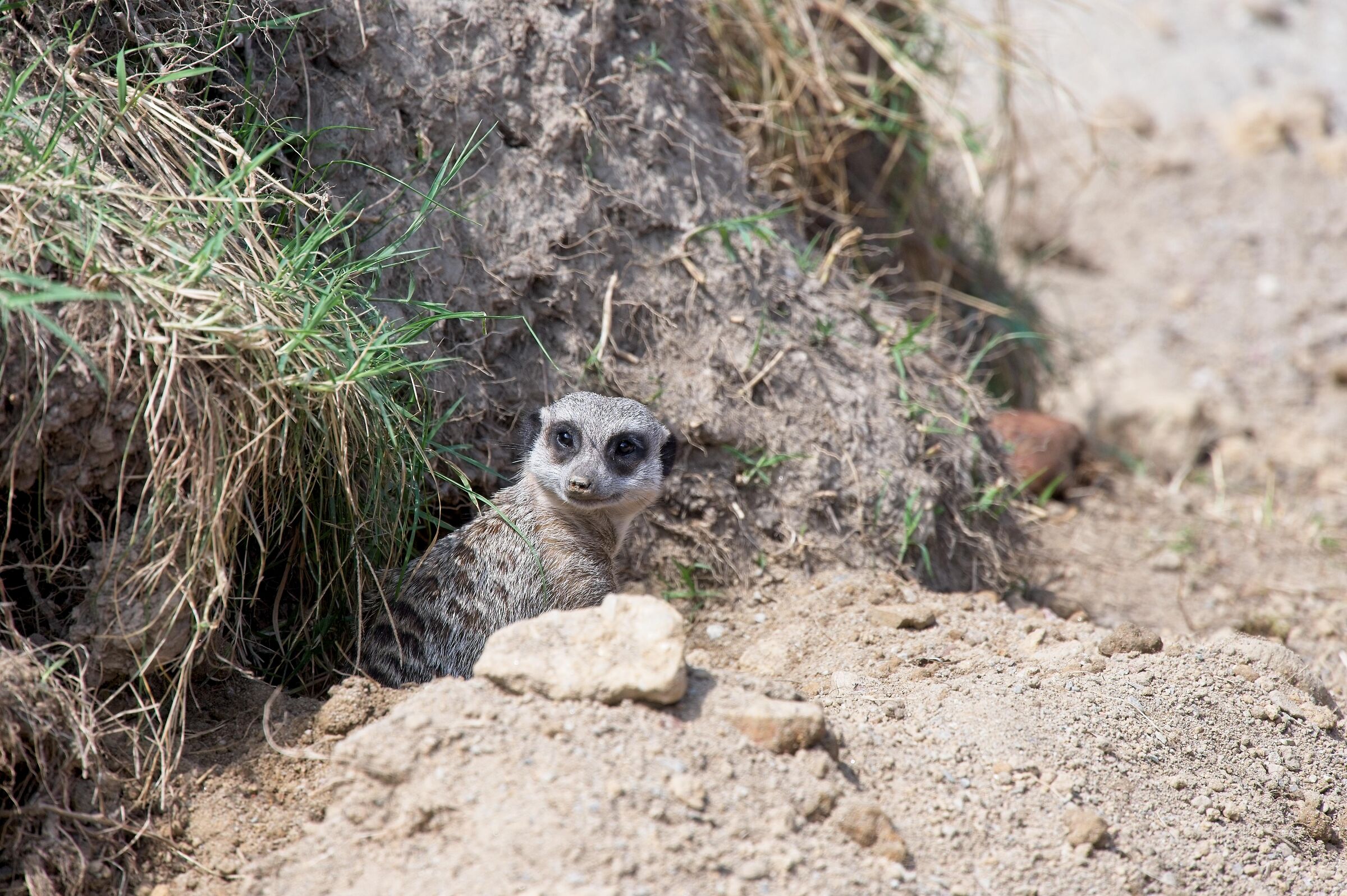 meerkat