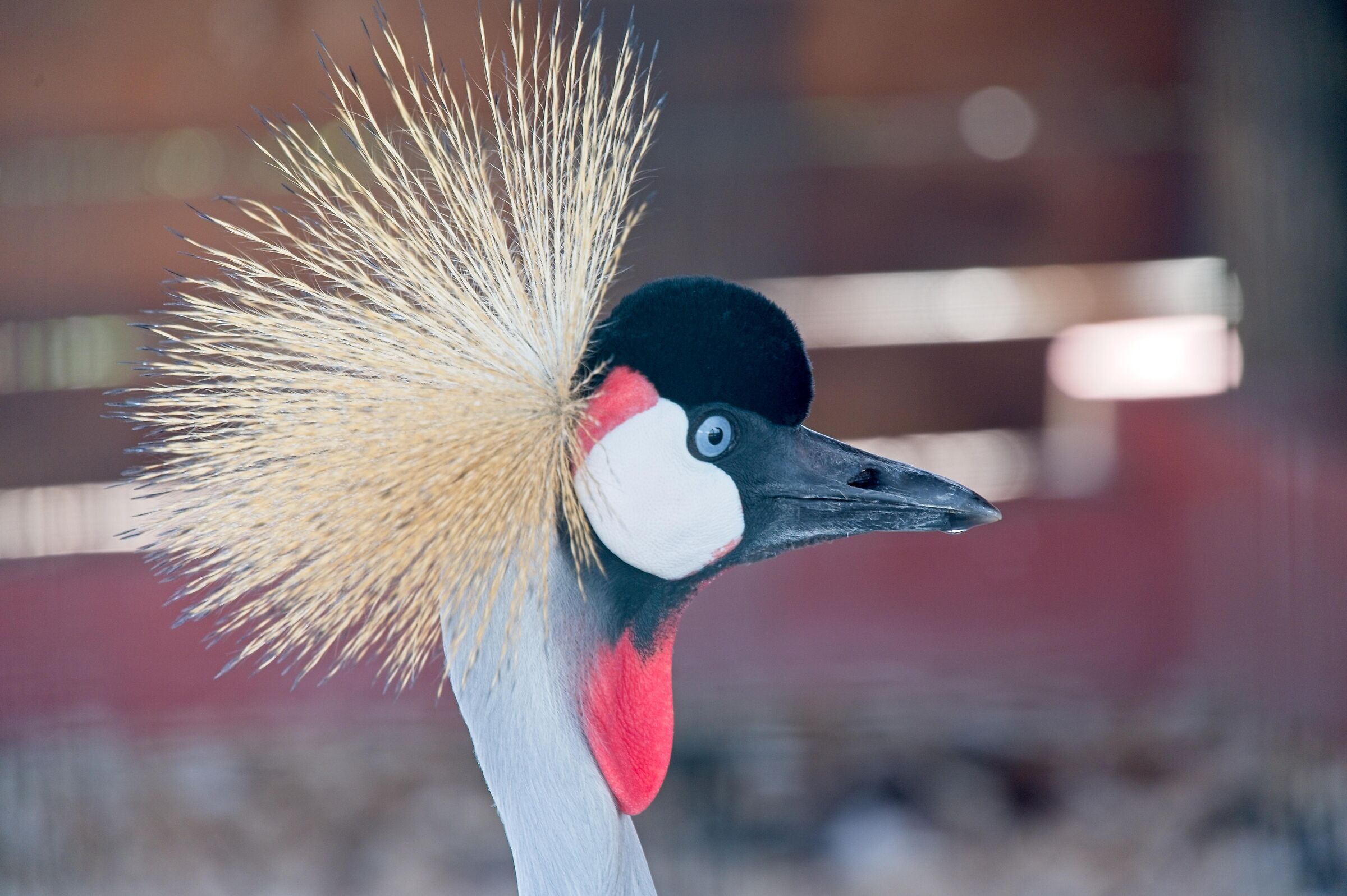 crowned crane