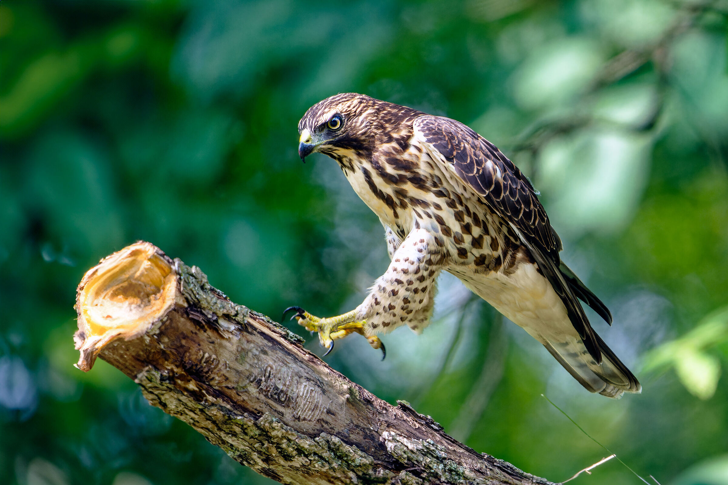 Winged buzzard, Illinois