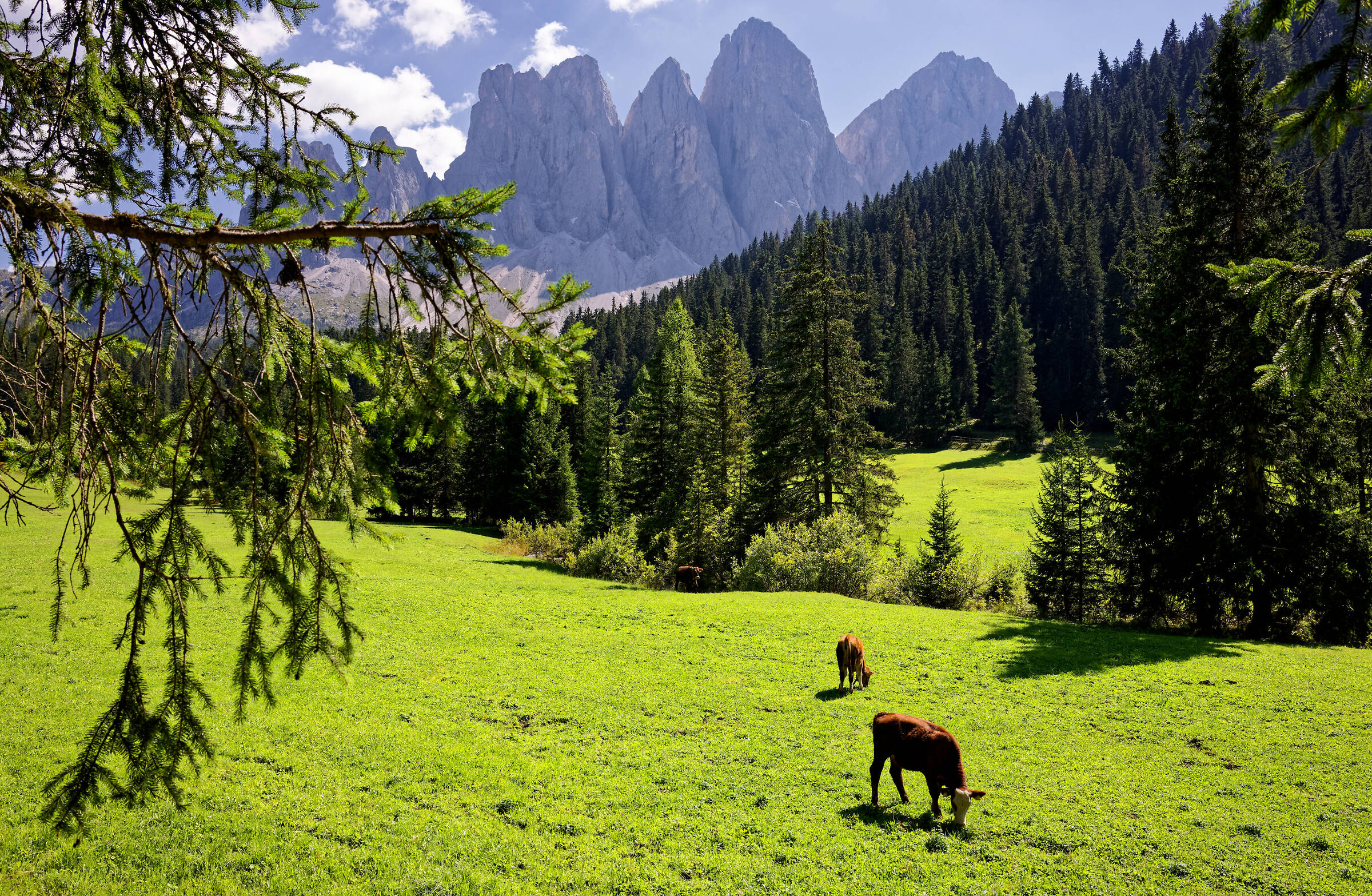 Villnoss, August 2023