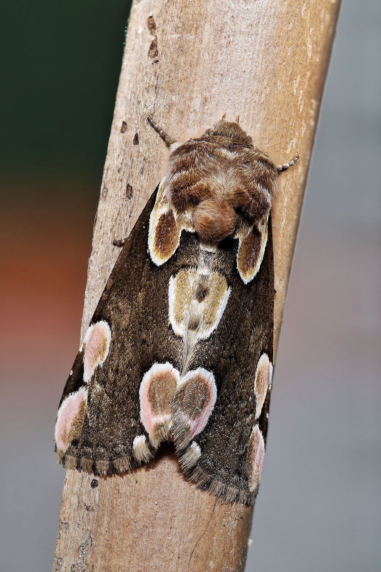 Thyatira batis