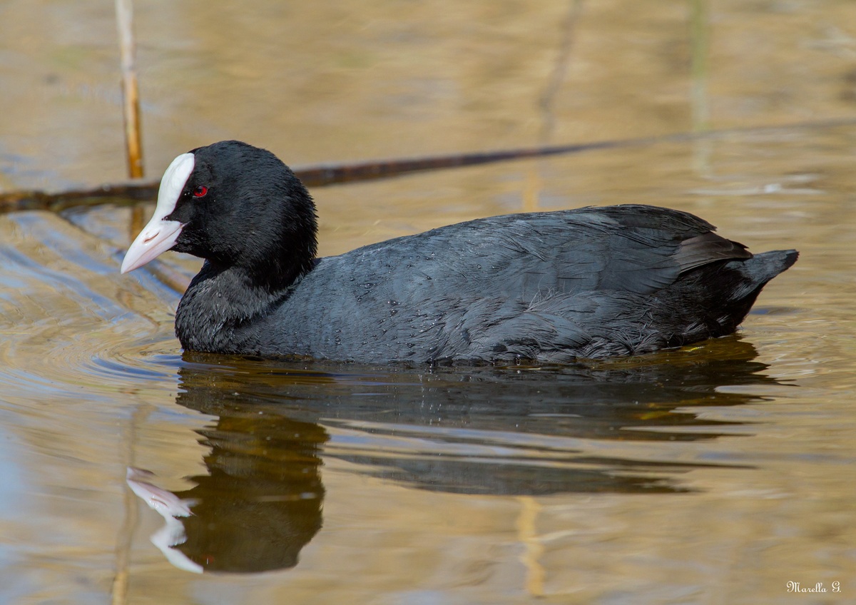 Coot