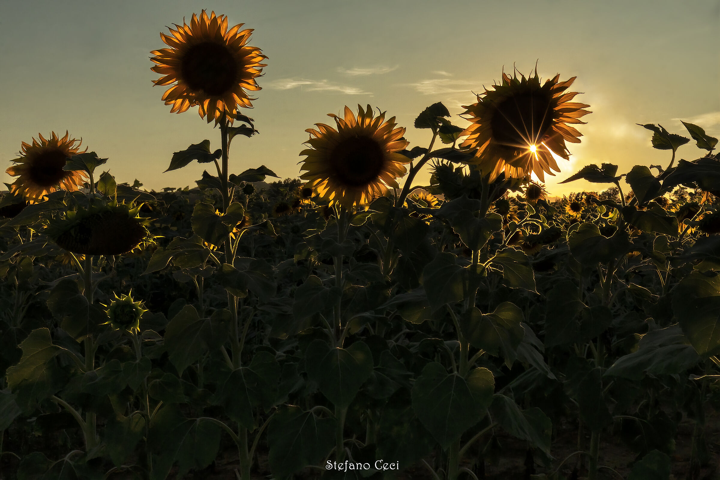 Sunflowers