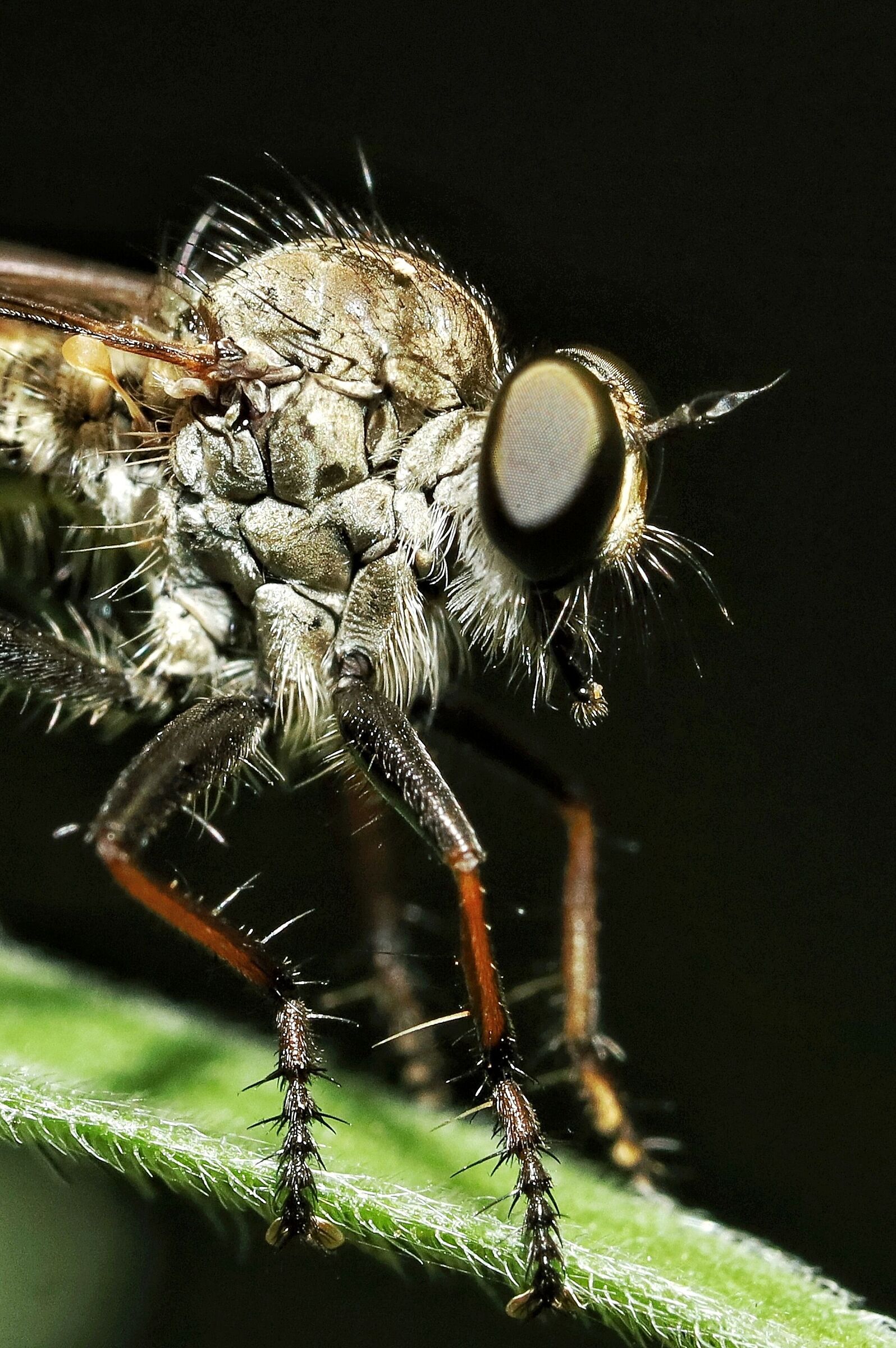 Tolmerus atricapillus &female;