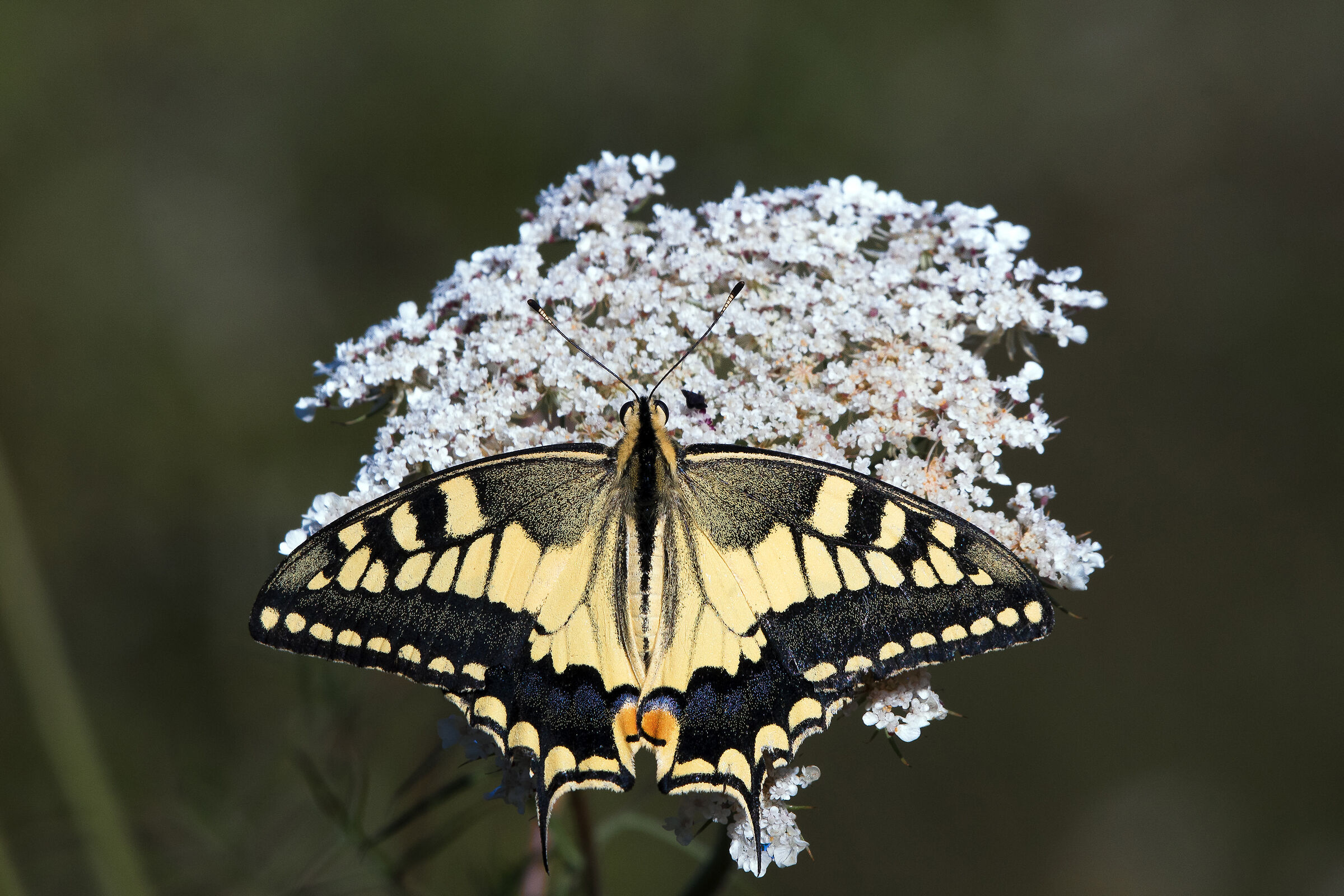 Macaone (Papilio machaon Linnaeus, 1758)