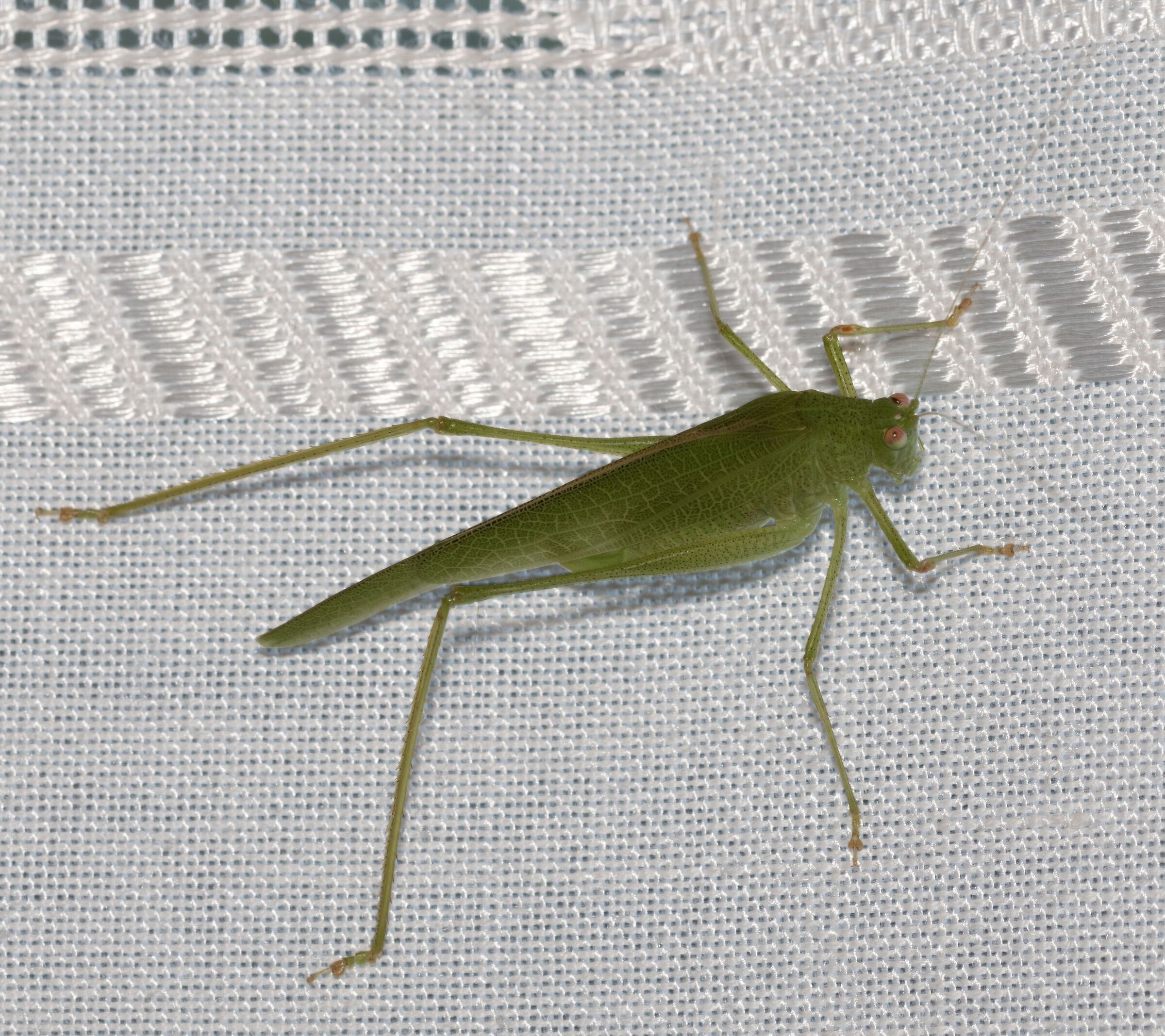 phaneroptera nana a casa mia cesano maderno mb 23/08/23