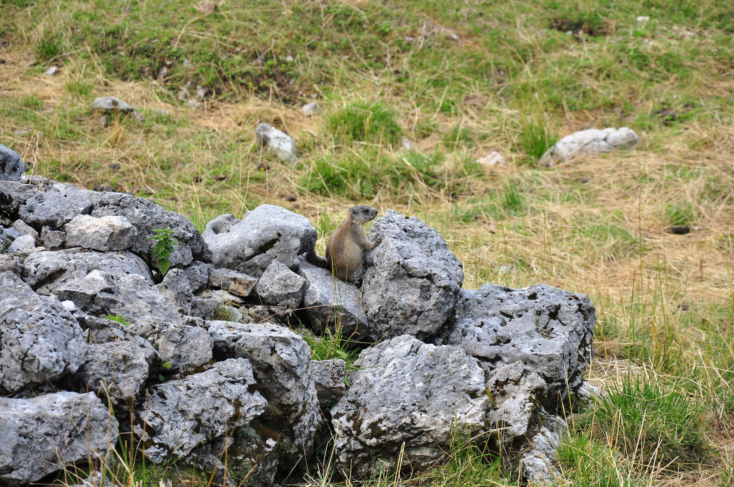Piccole marmottine crescono