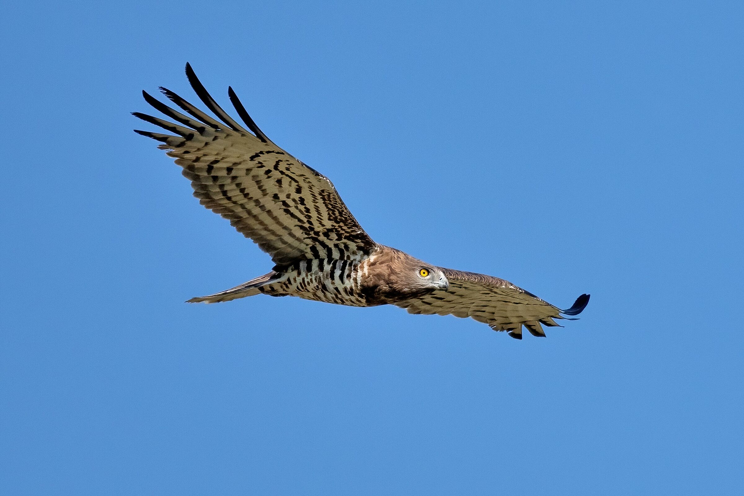 Short-toed eagle or Snake eagle (Circaetus gallicus)