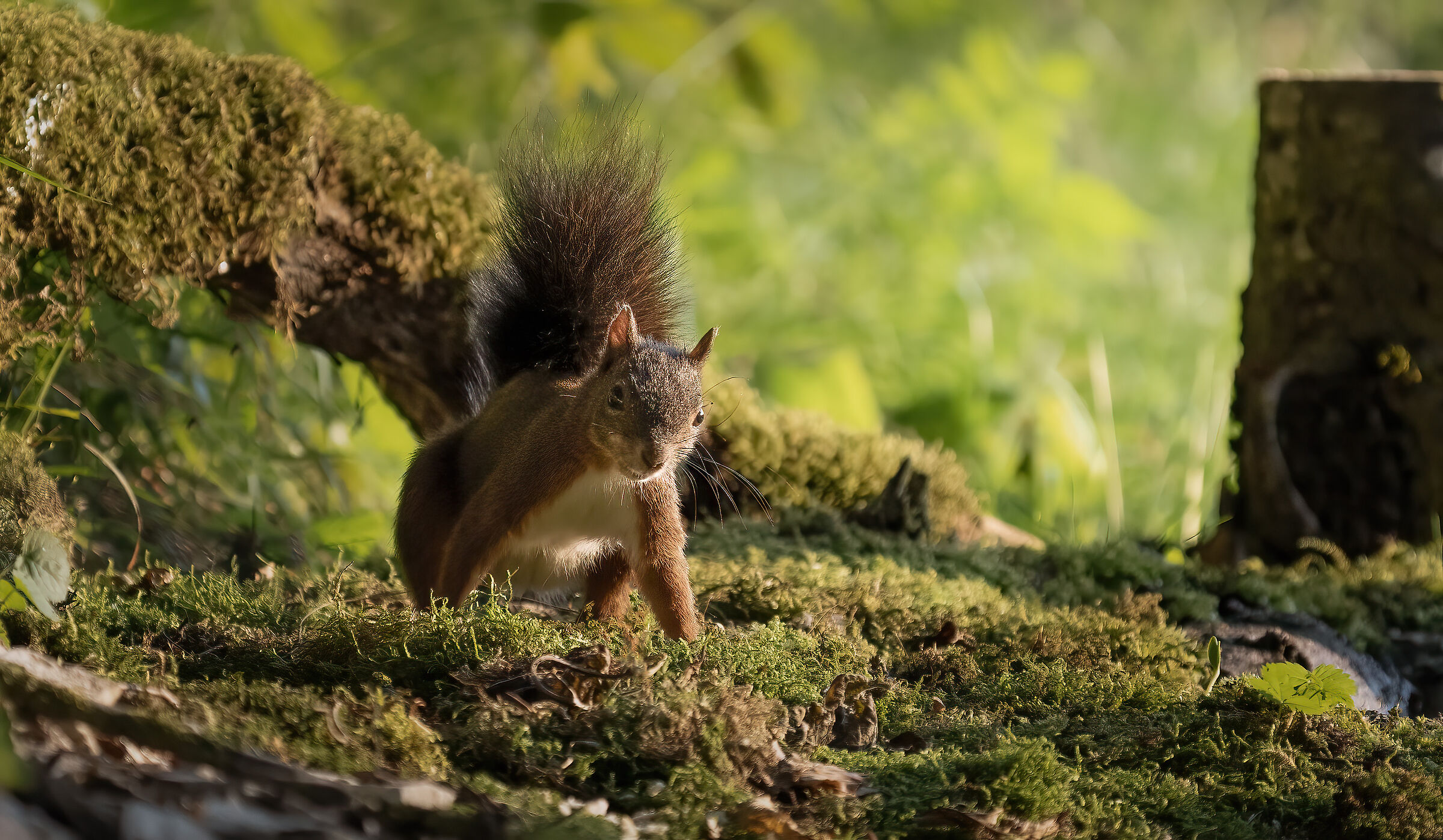Playing in the Woods