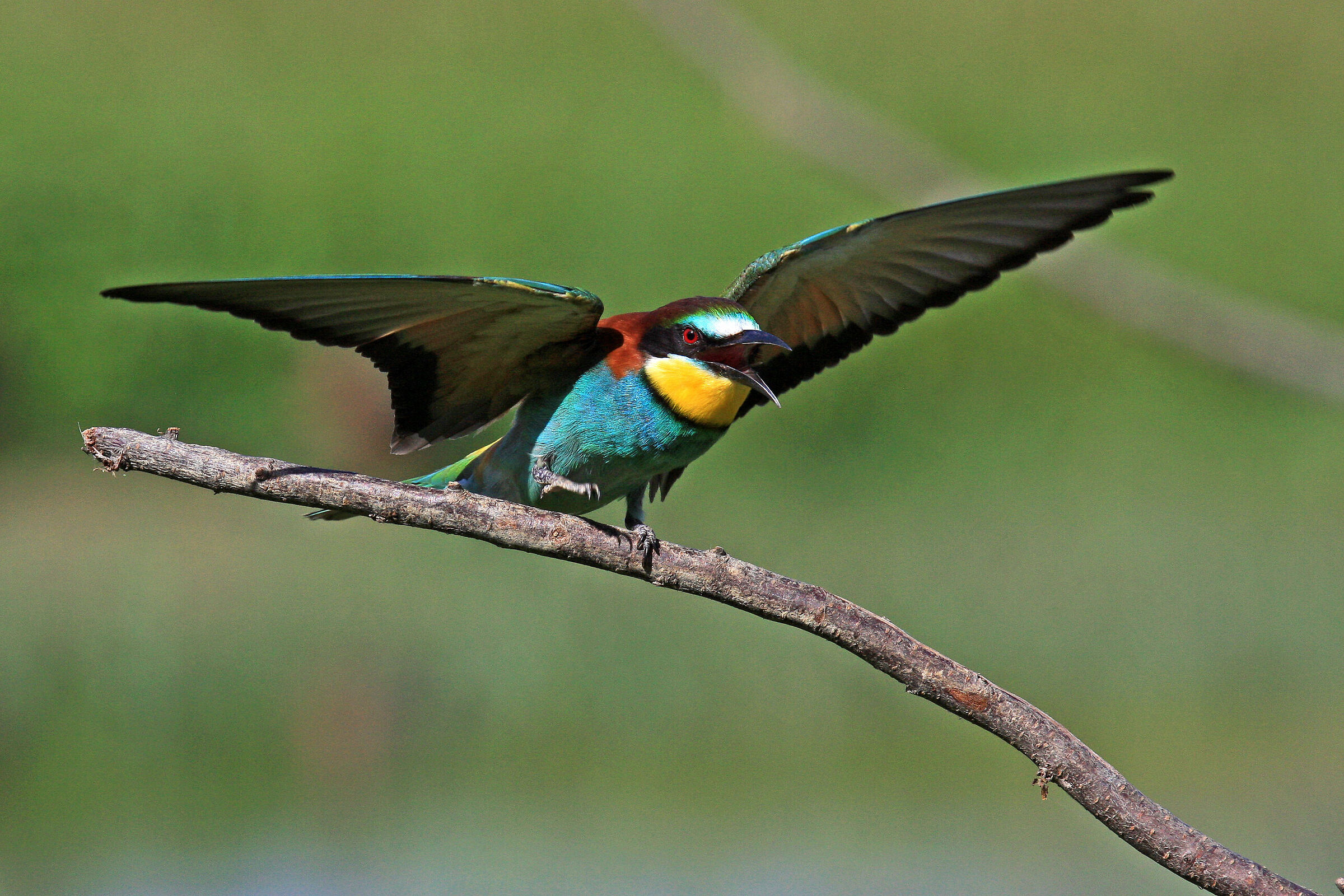 Merops apiaster