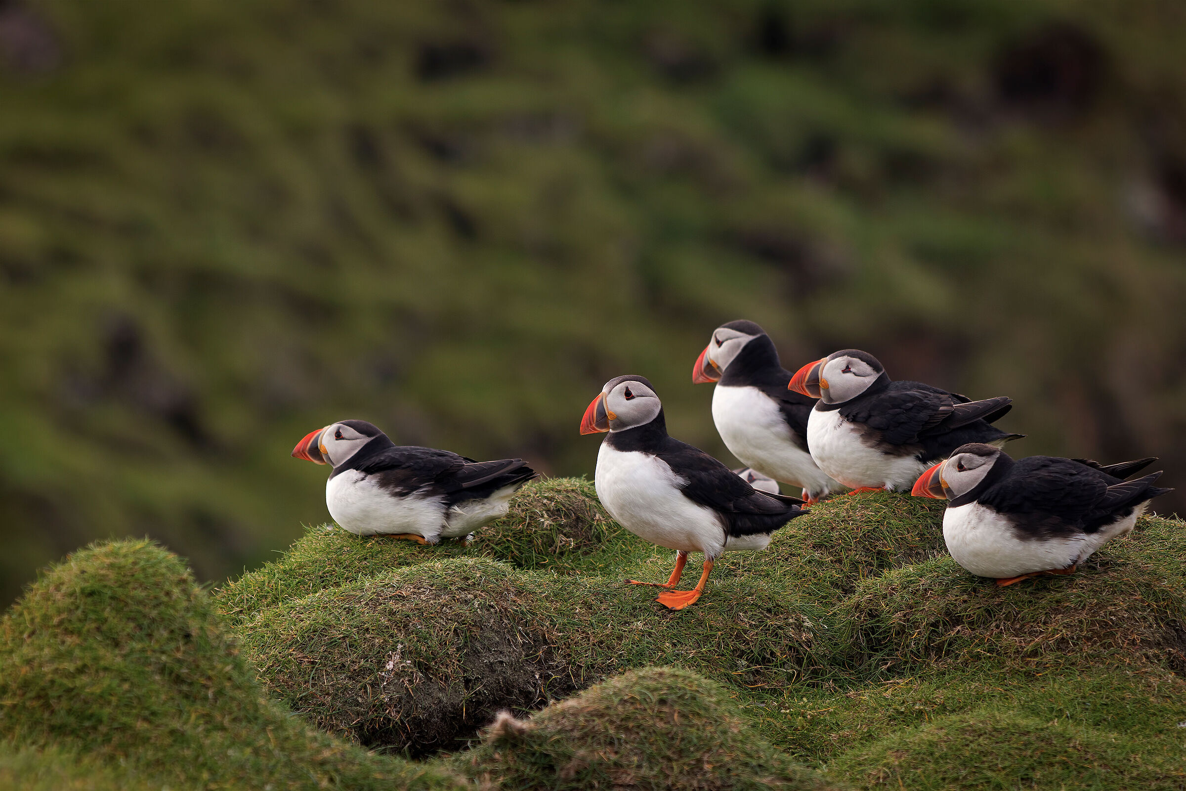 Puffins