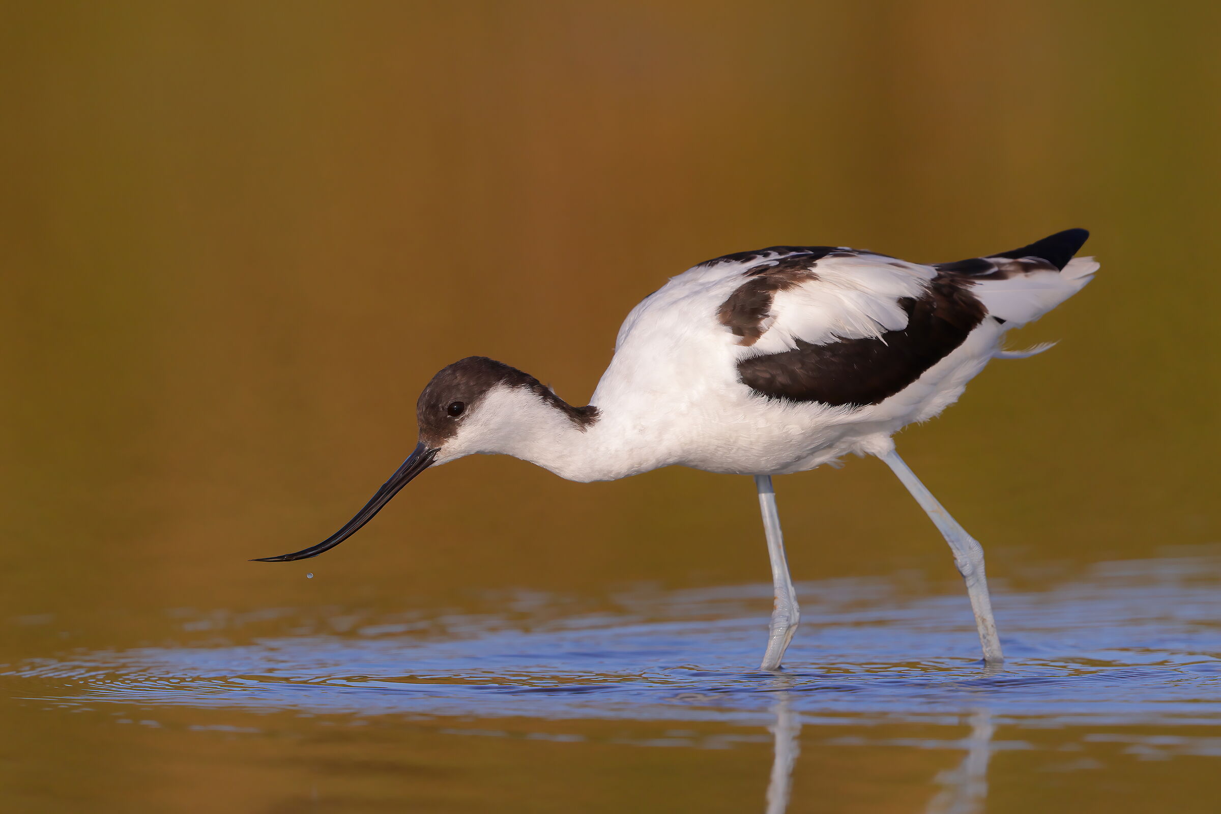 Avocetta