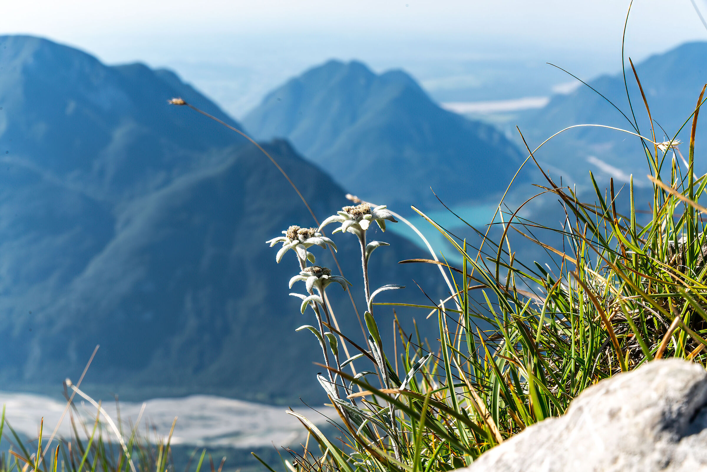 Edelweiss