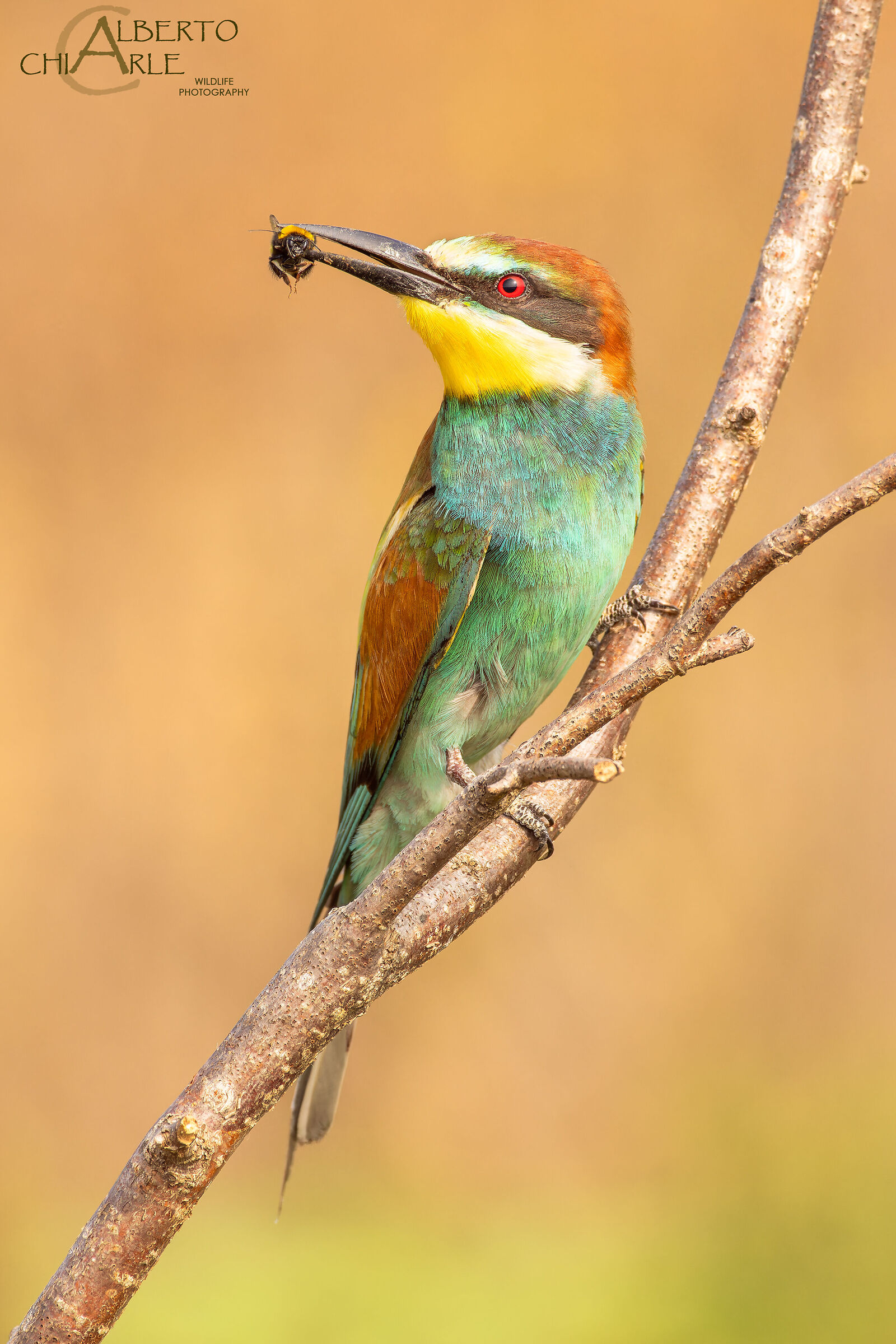 Bee-eater