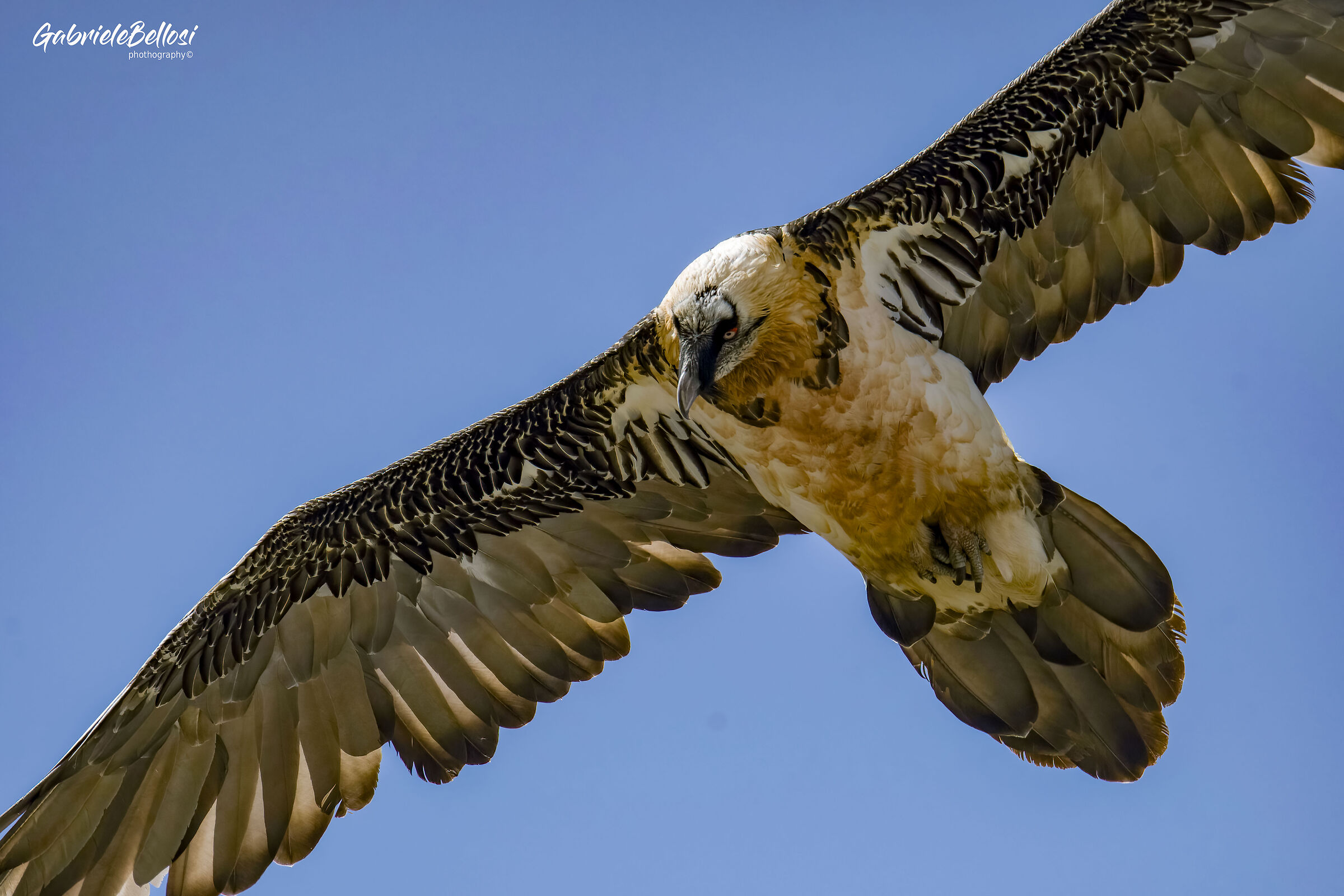 close encounters .. Bearded vulture