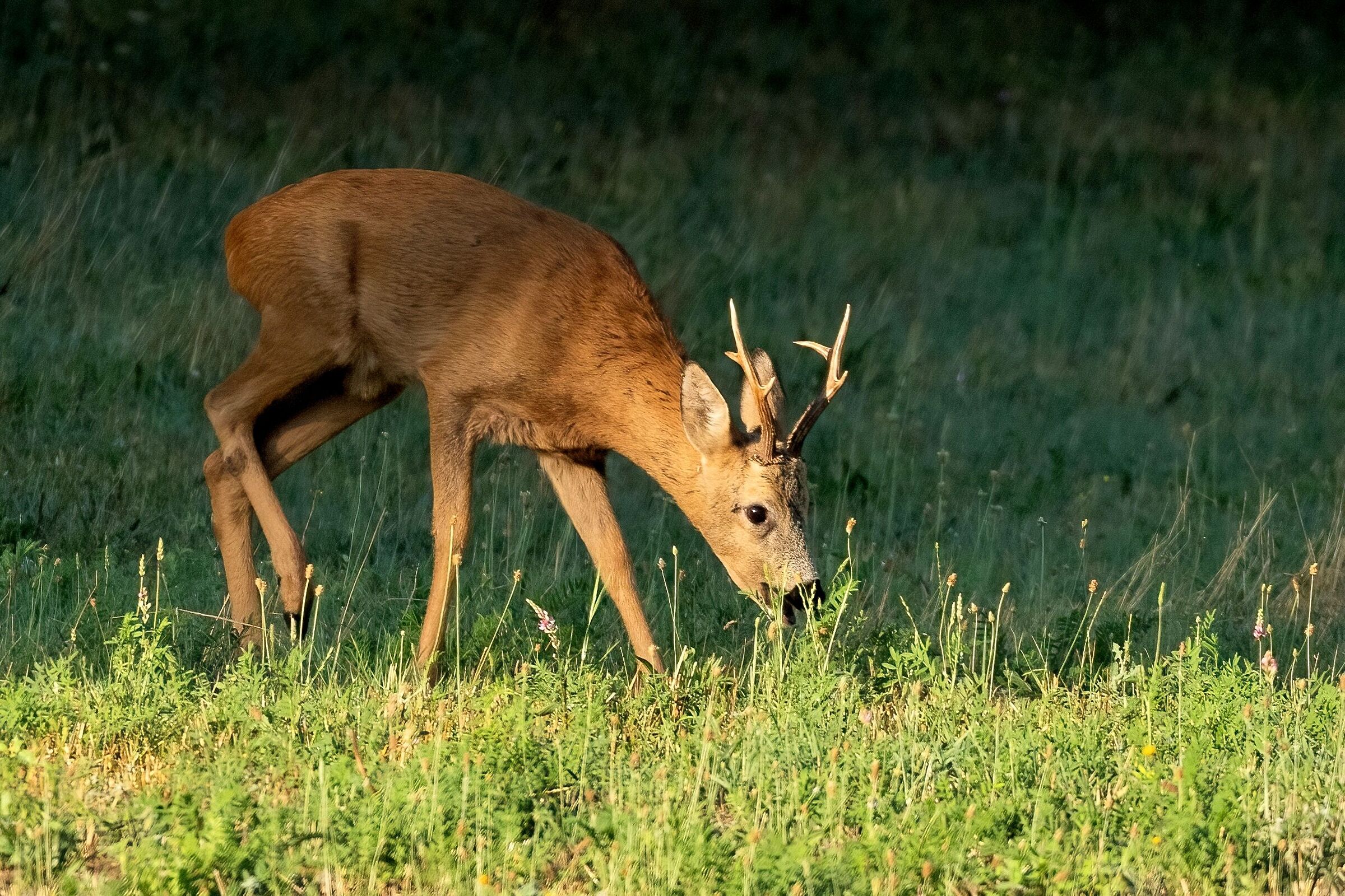 Roe deer (Capreolus capreolus)
