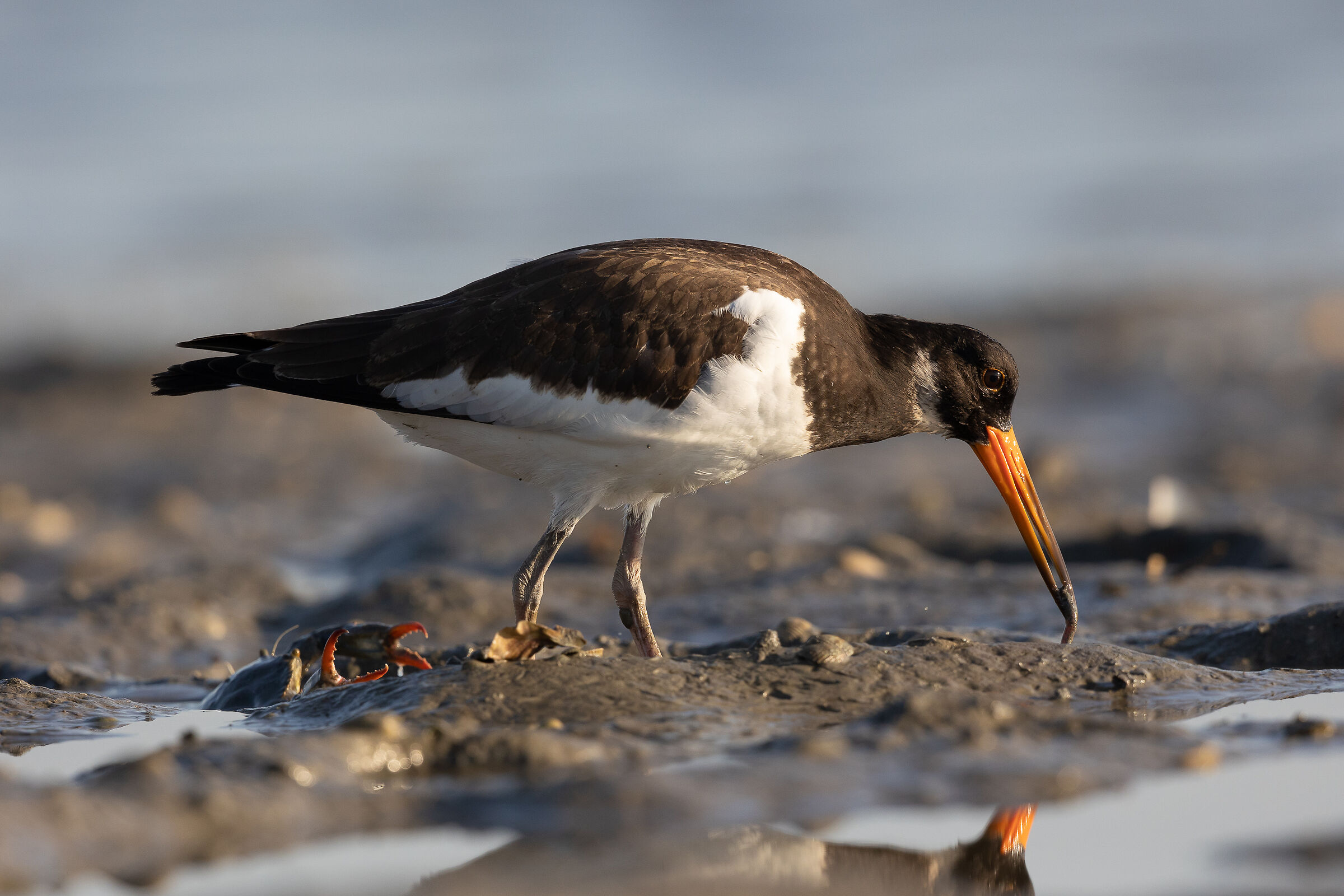 Una caccia rischiosa