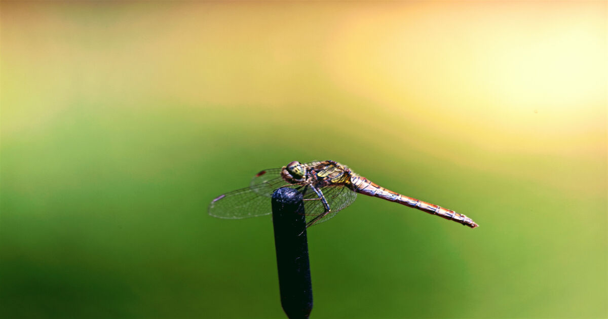 Libellula su un'antenna radio