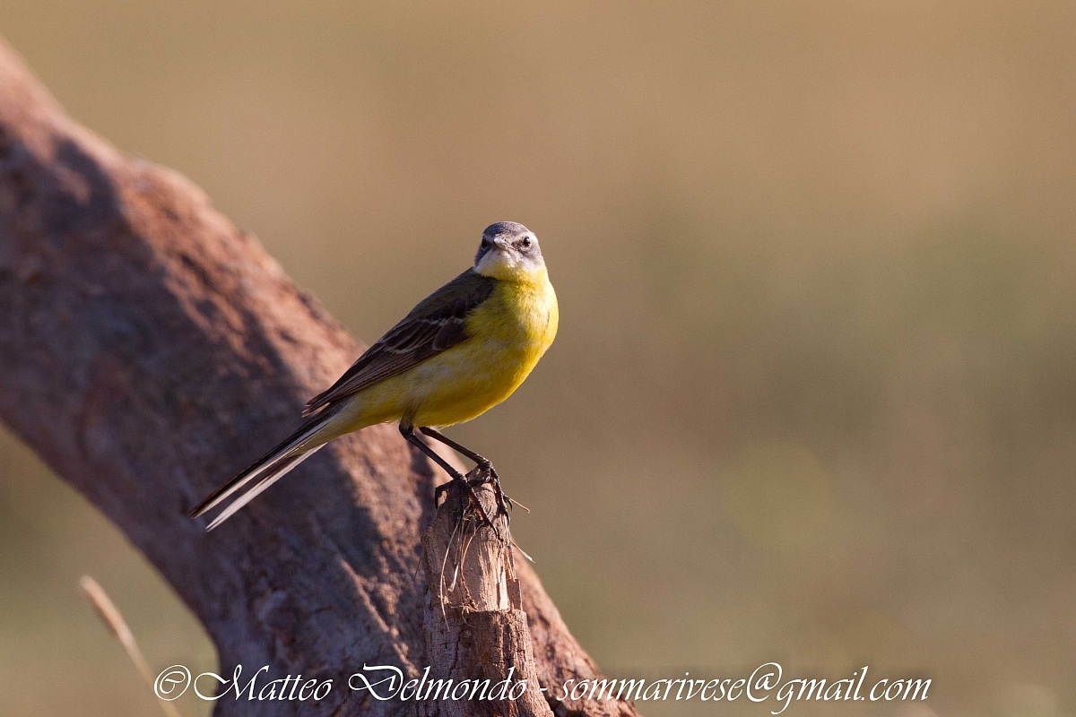 Grey Wagtail