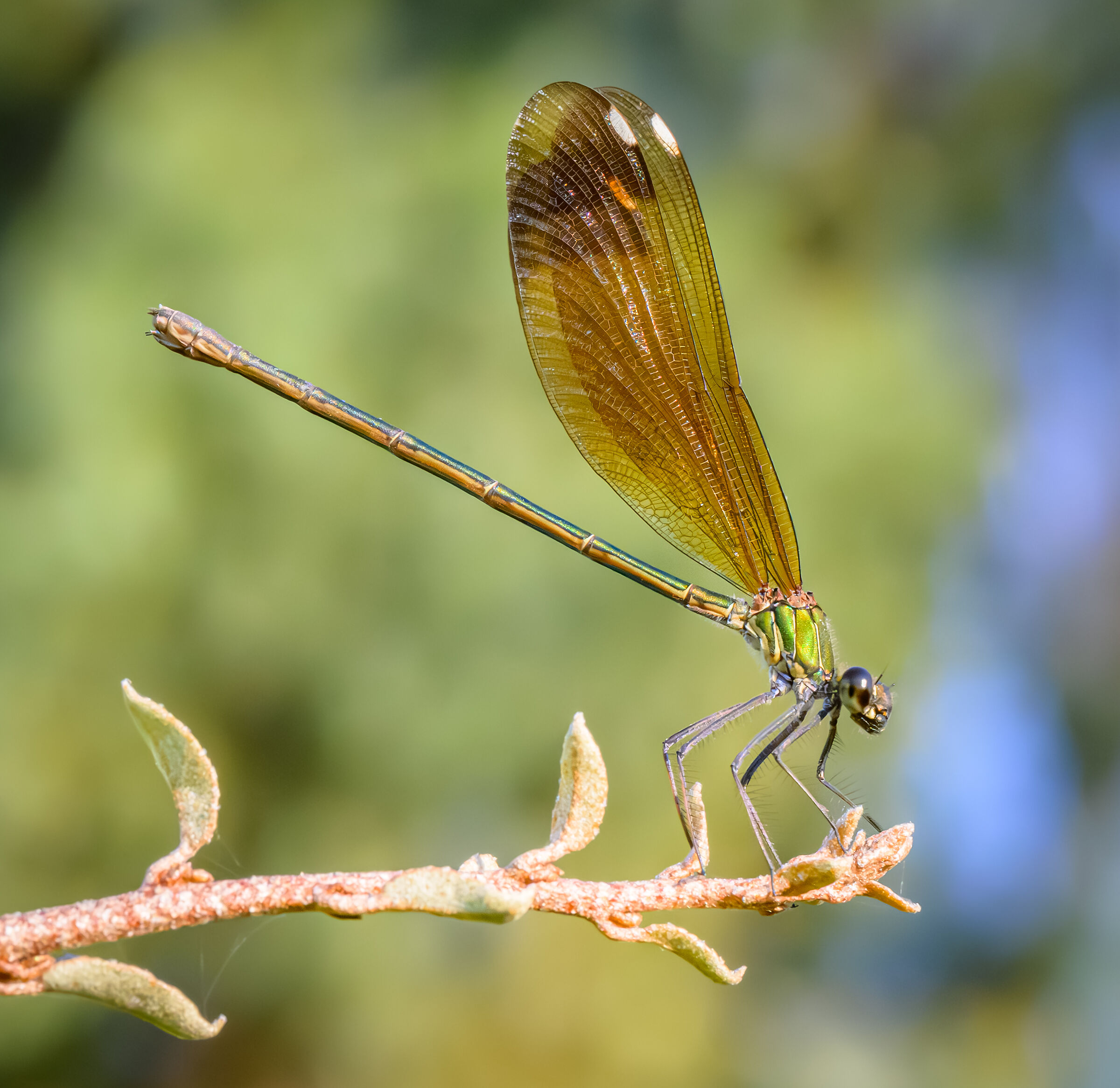 Splendente culviola femmina (damigella) posata