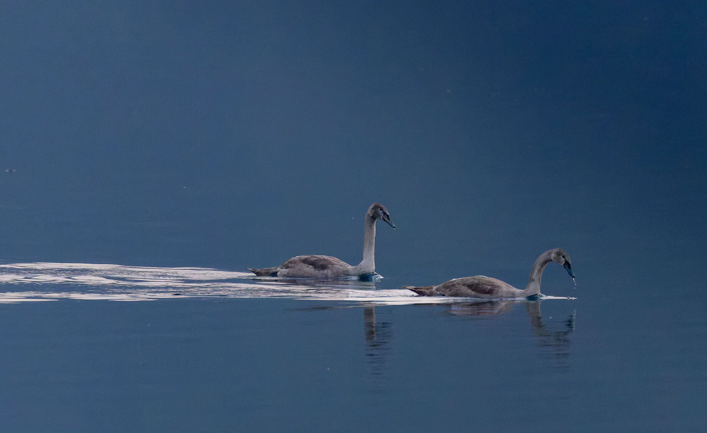Cygnus Olor