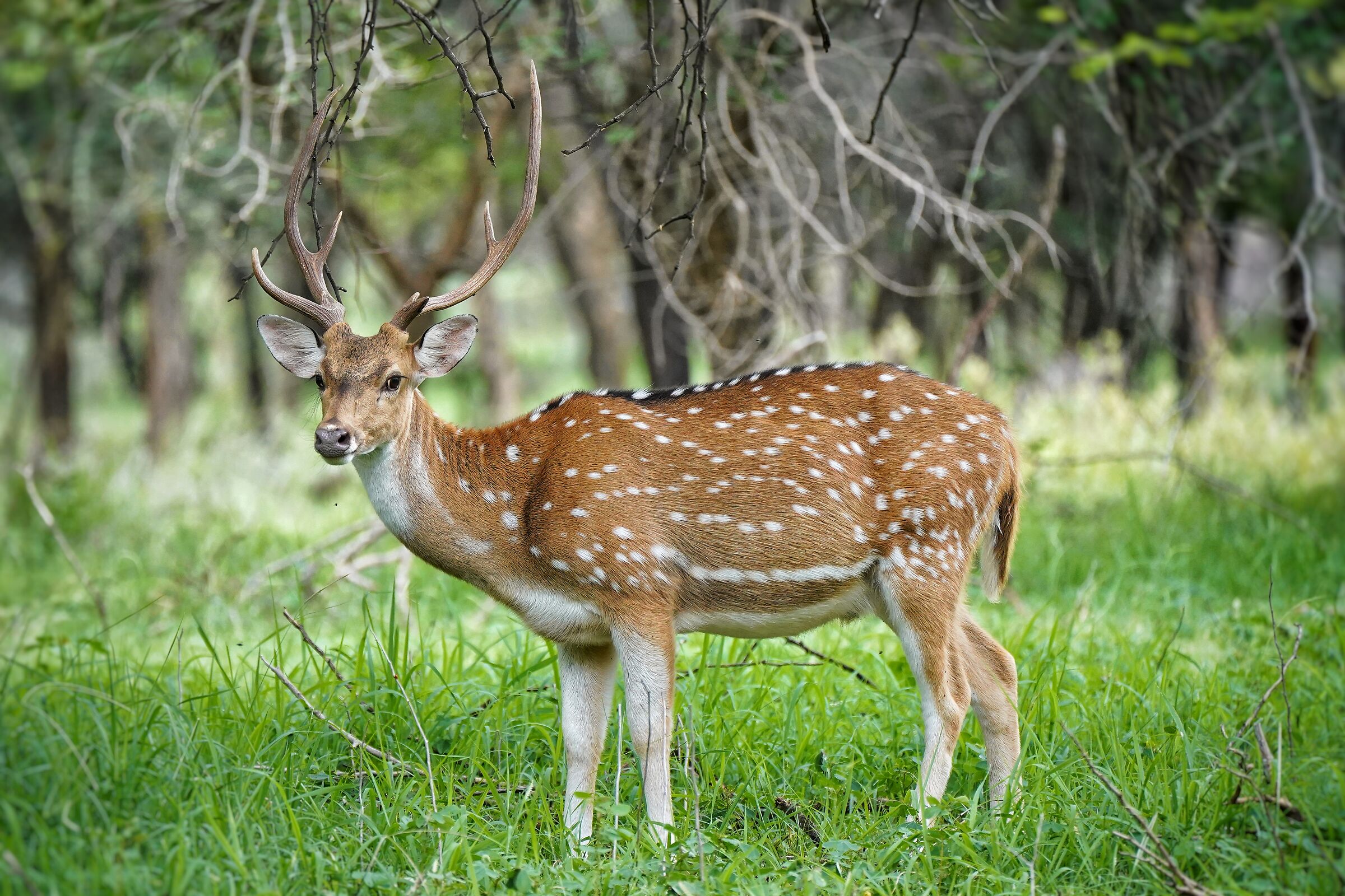 Principe della foresta