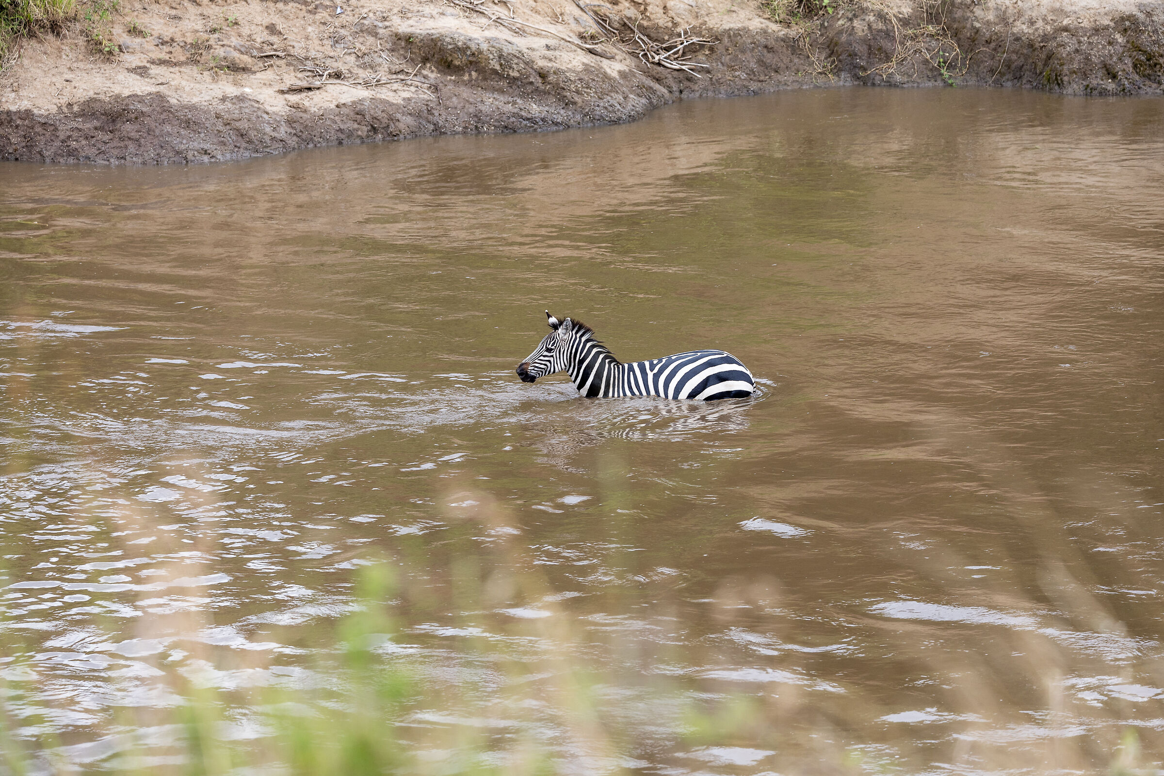 Vita e morte al Masai Mara, ore 16:02 e 32 secondi