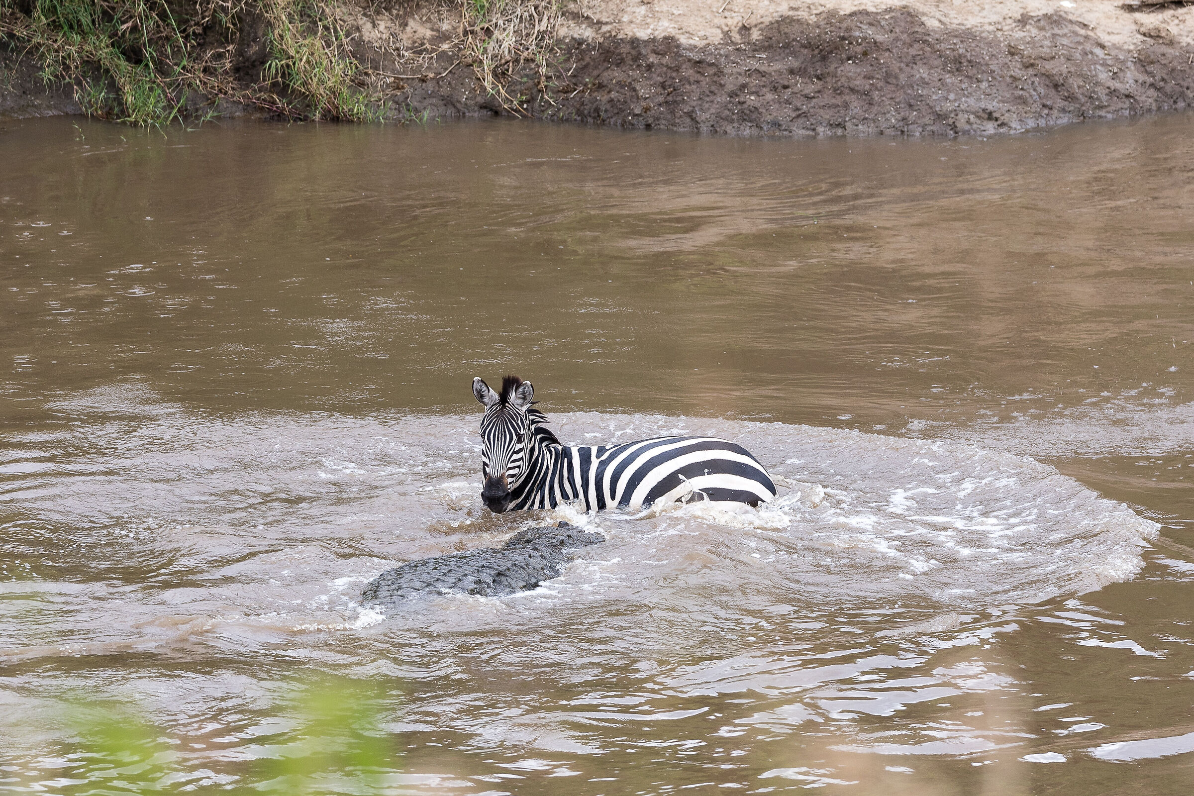 Vita e morte al Masai Mara, ore 16:02 e 42 secondi