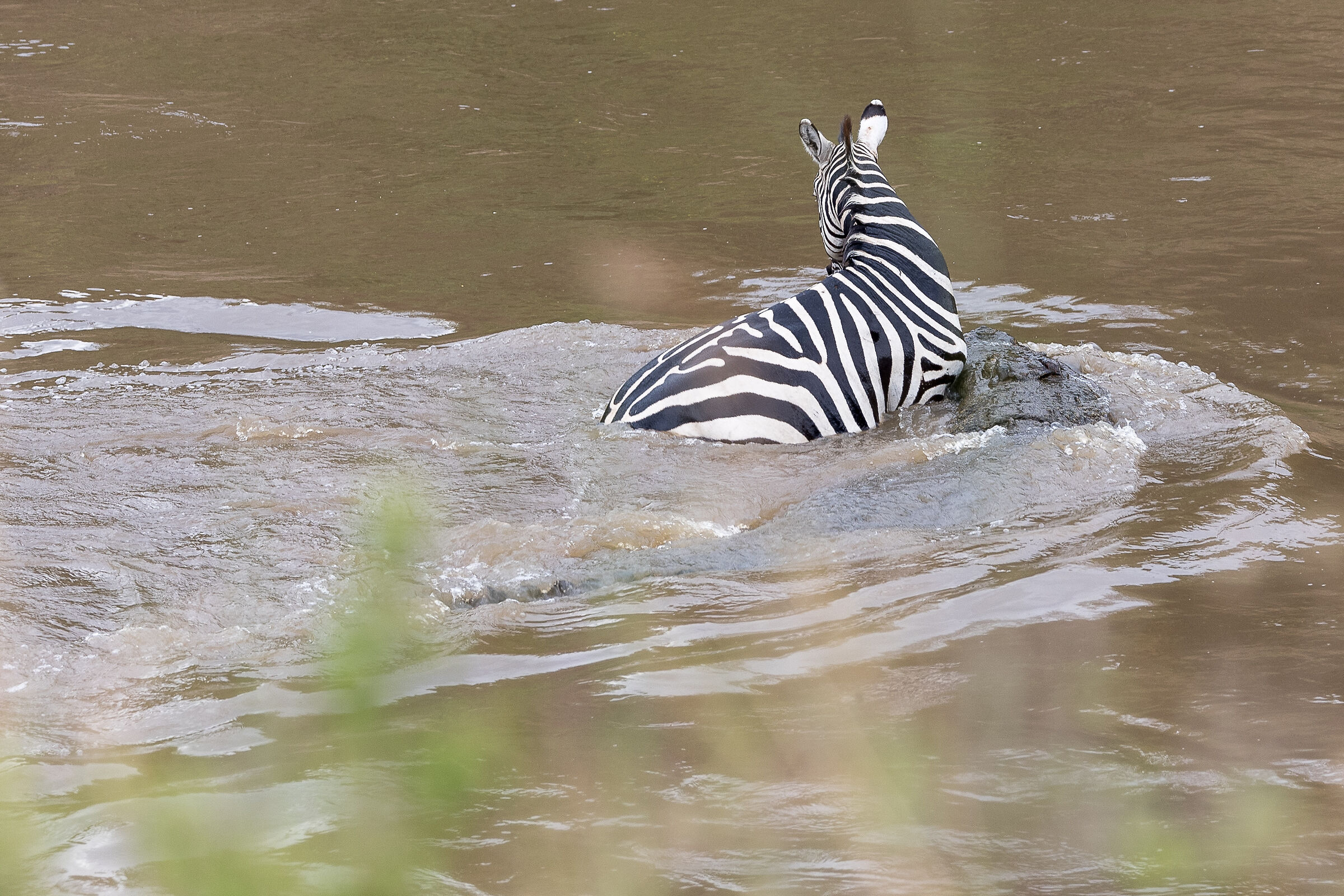 Vita e morte al Masai Mara, ore 16:04 e 17 secondi
