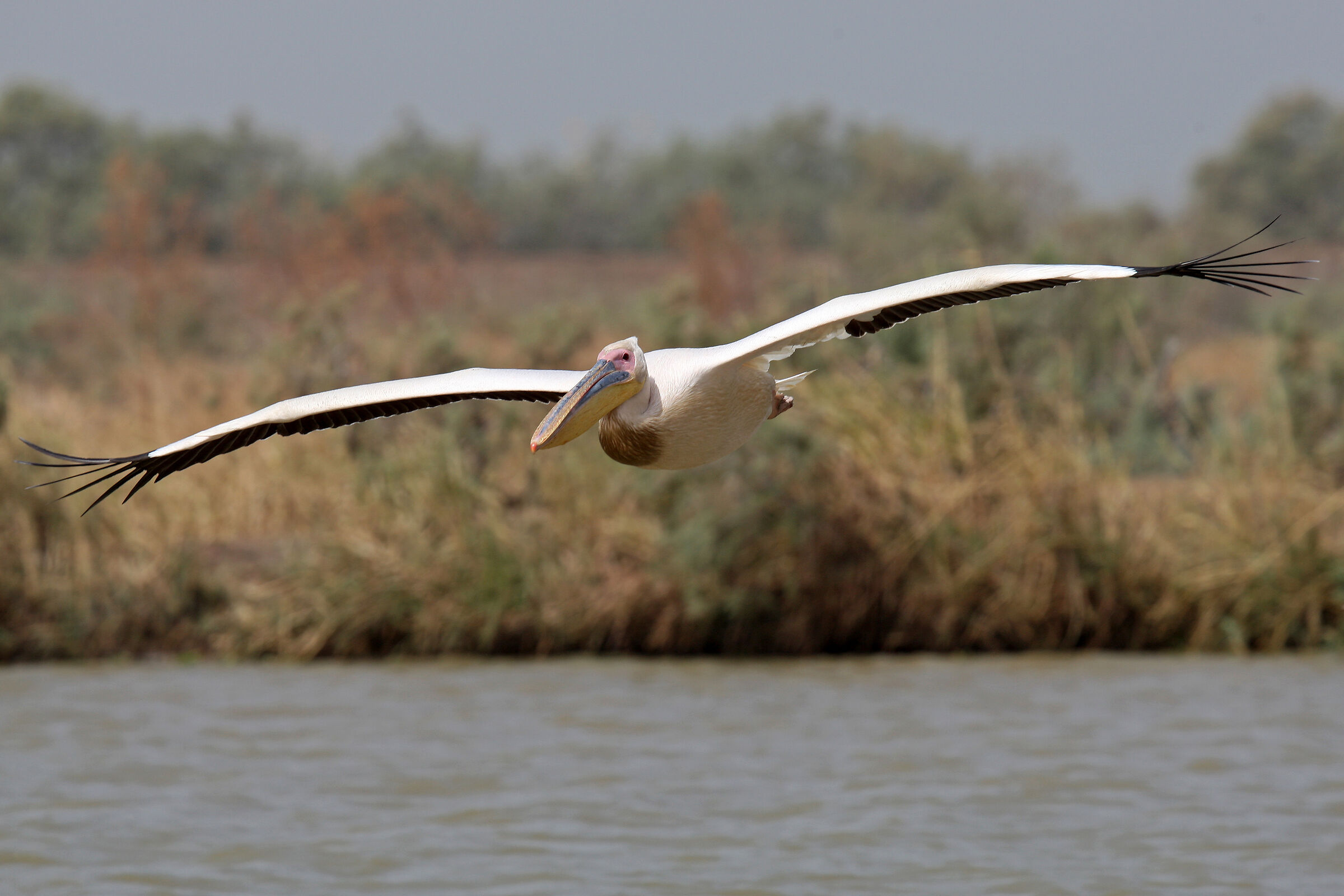 Pelecanus onocrotalus