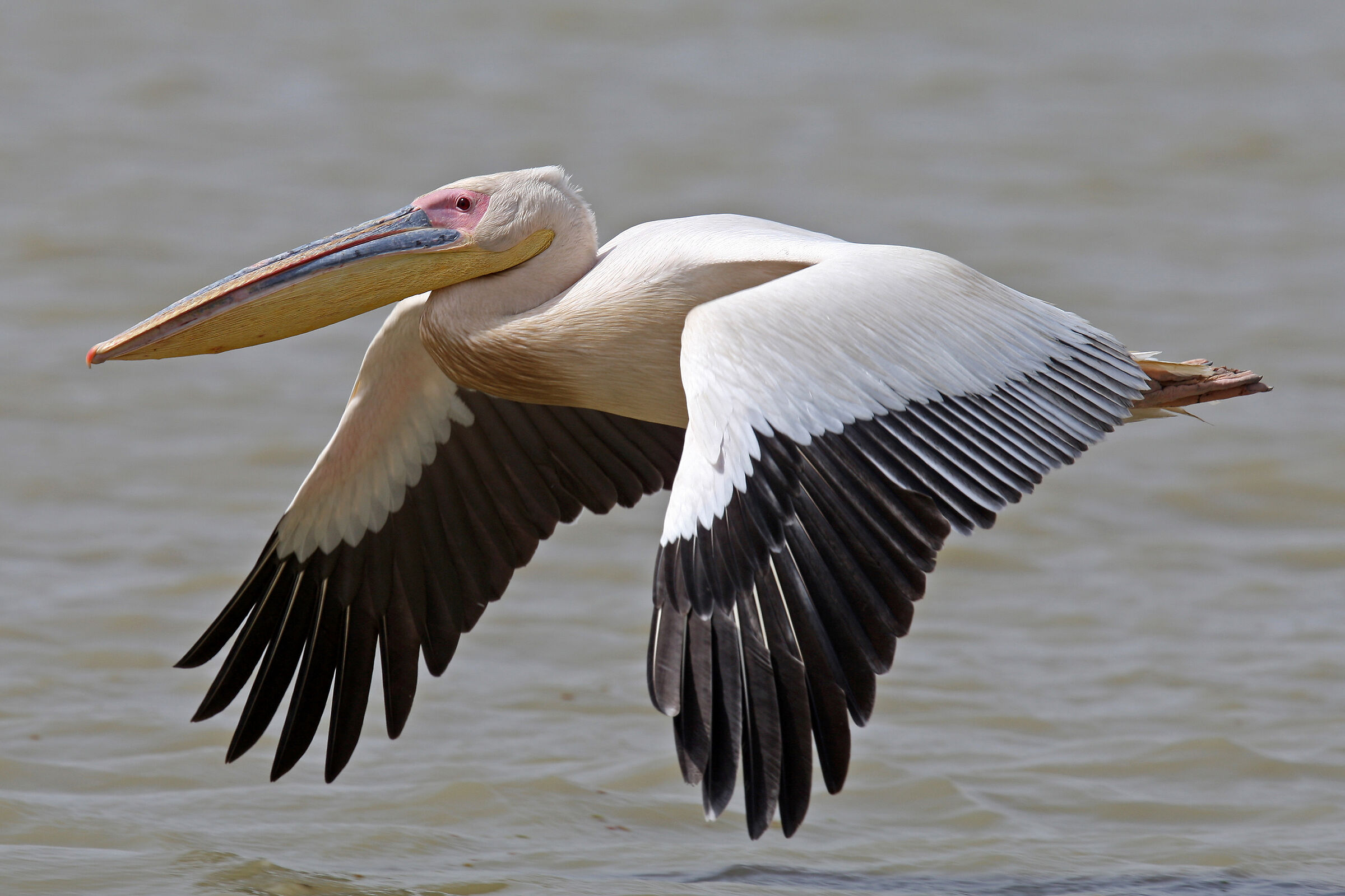 Pelecanus onocrotalus
