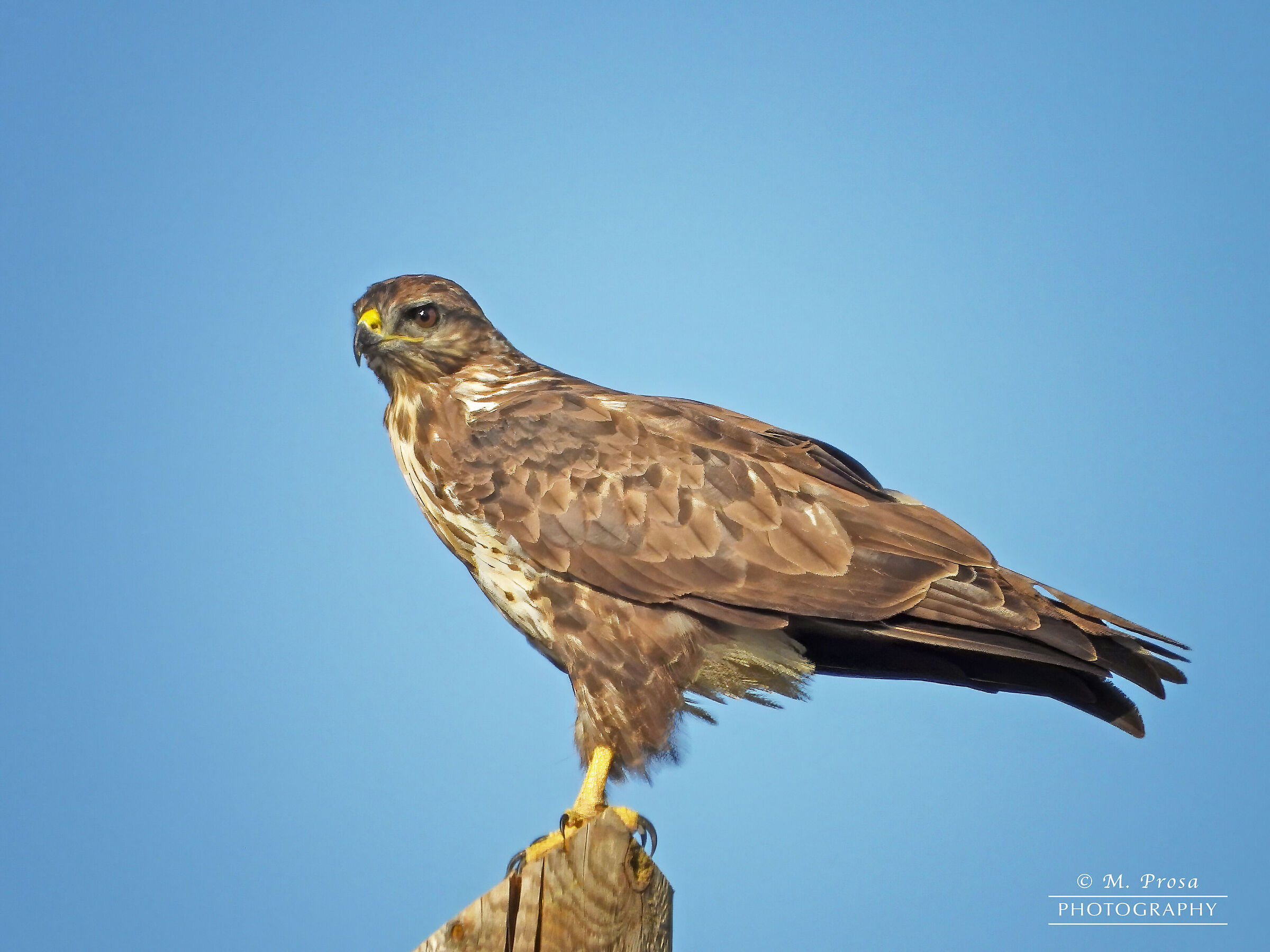 Buzzard