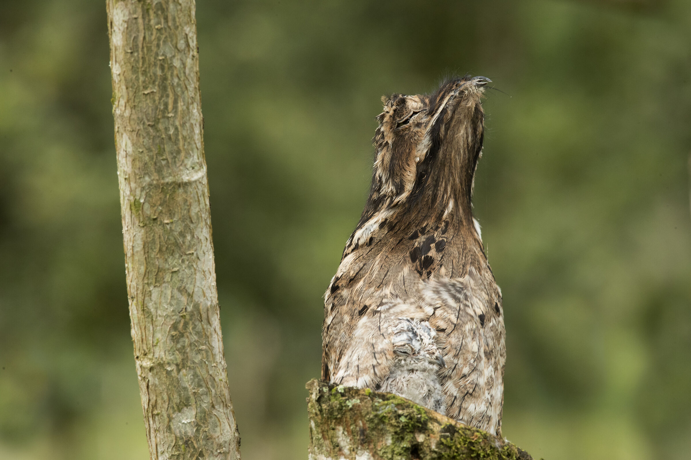 Common Potoo